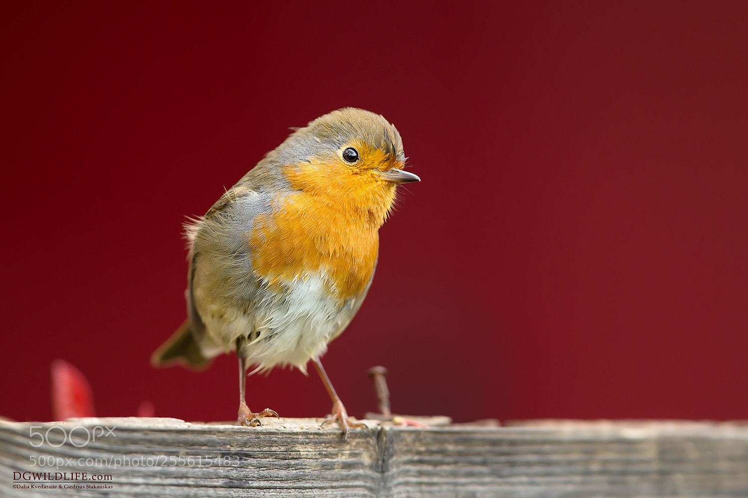 Canon EOS-1D X sample photo. Robin on red photography