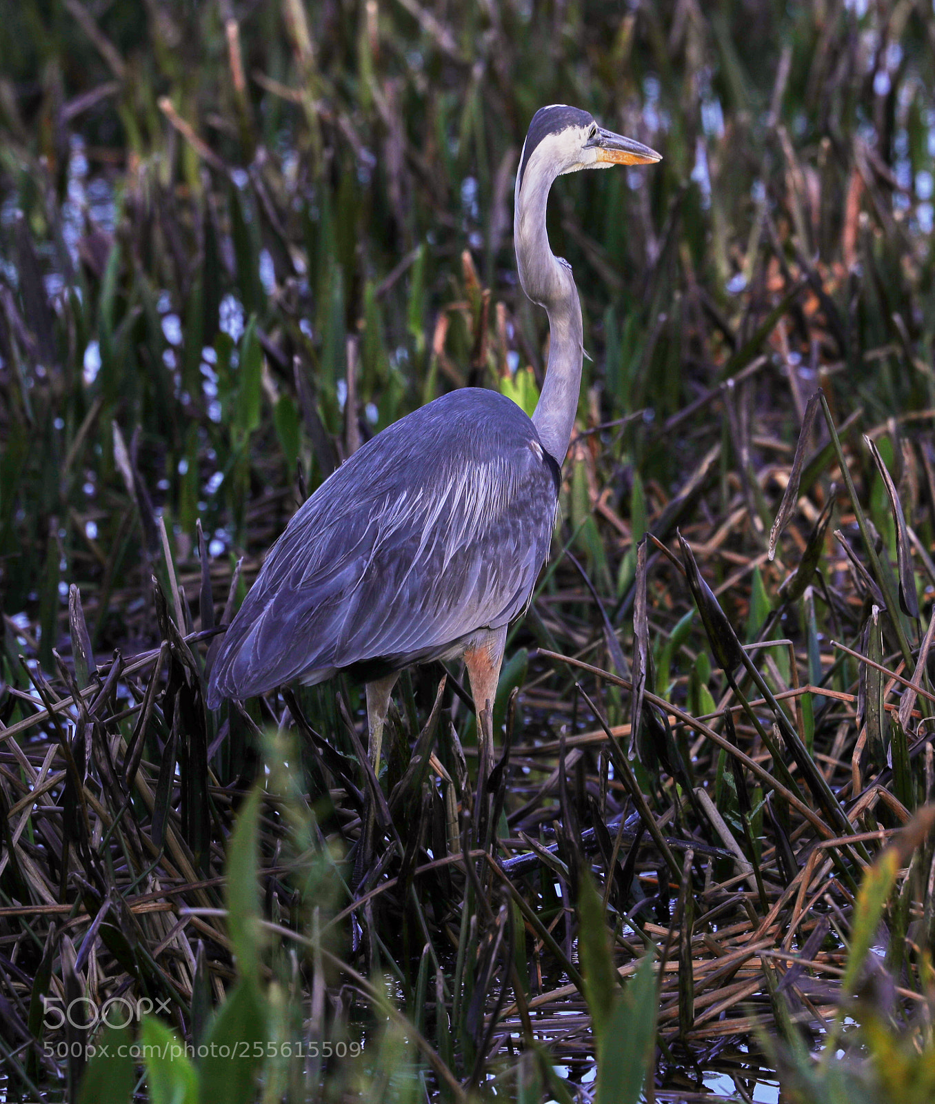 Canon EOS-1D X Mark II sample photo. 04-28-18-0015000.jpg photography