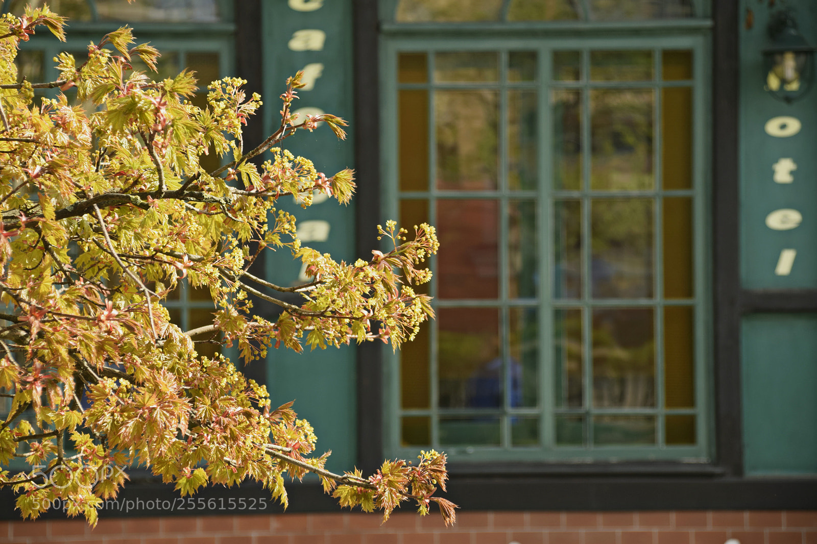 Nikon D3300 sample photo. City and spring photography
