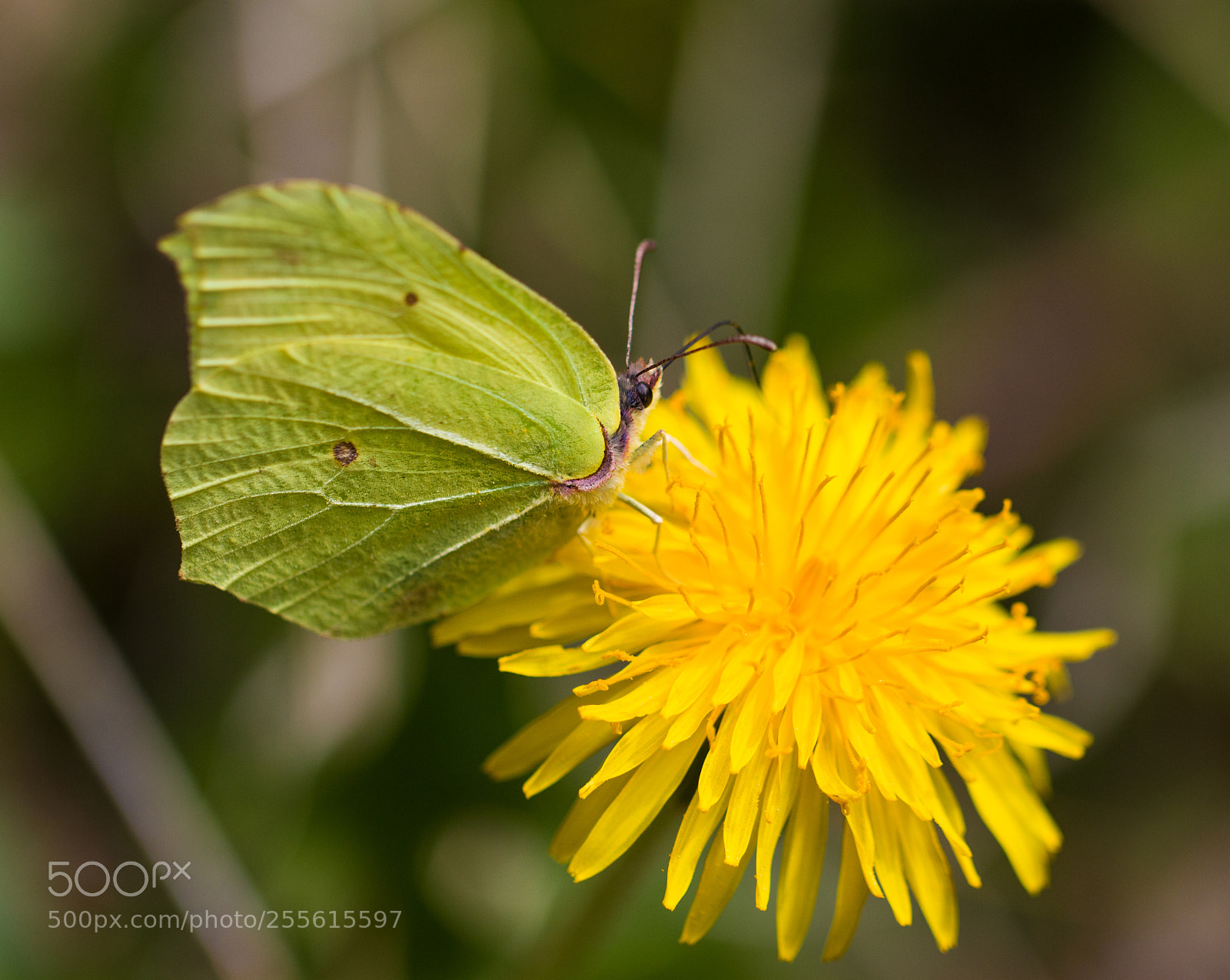 Canon EOS 70D sample photo. Gonepteryx rhammi photography