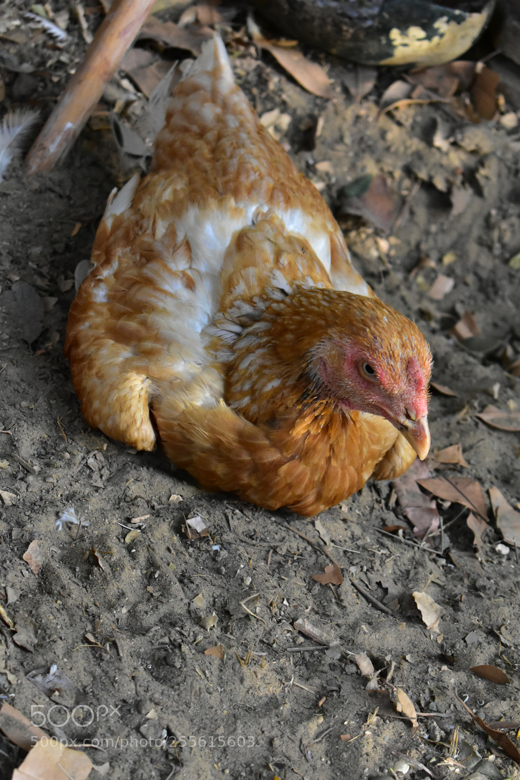 Nikon D3400 sample photo. Aseel hen photography