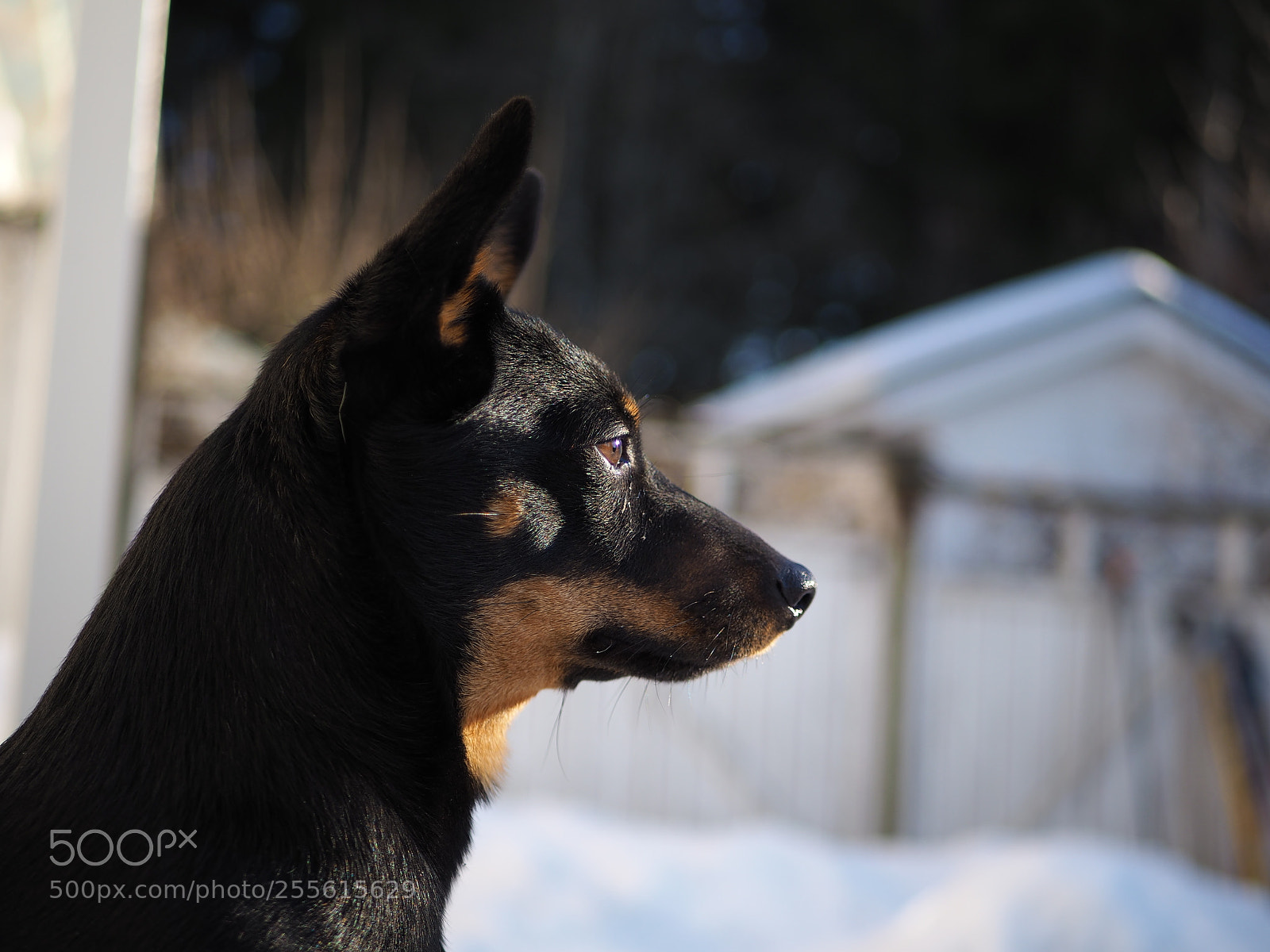 Olympus OM-D E-M10 II sample photo. Lancashire heeler photography
