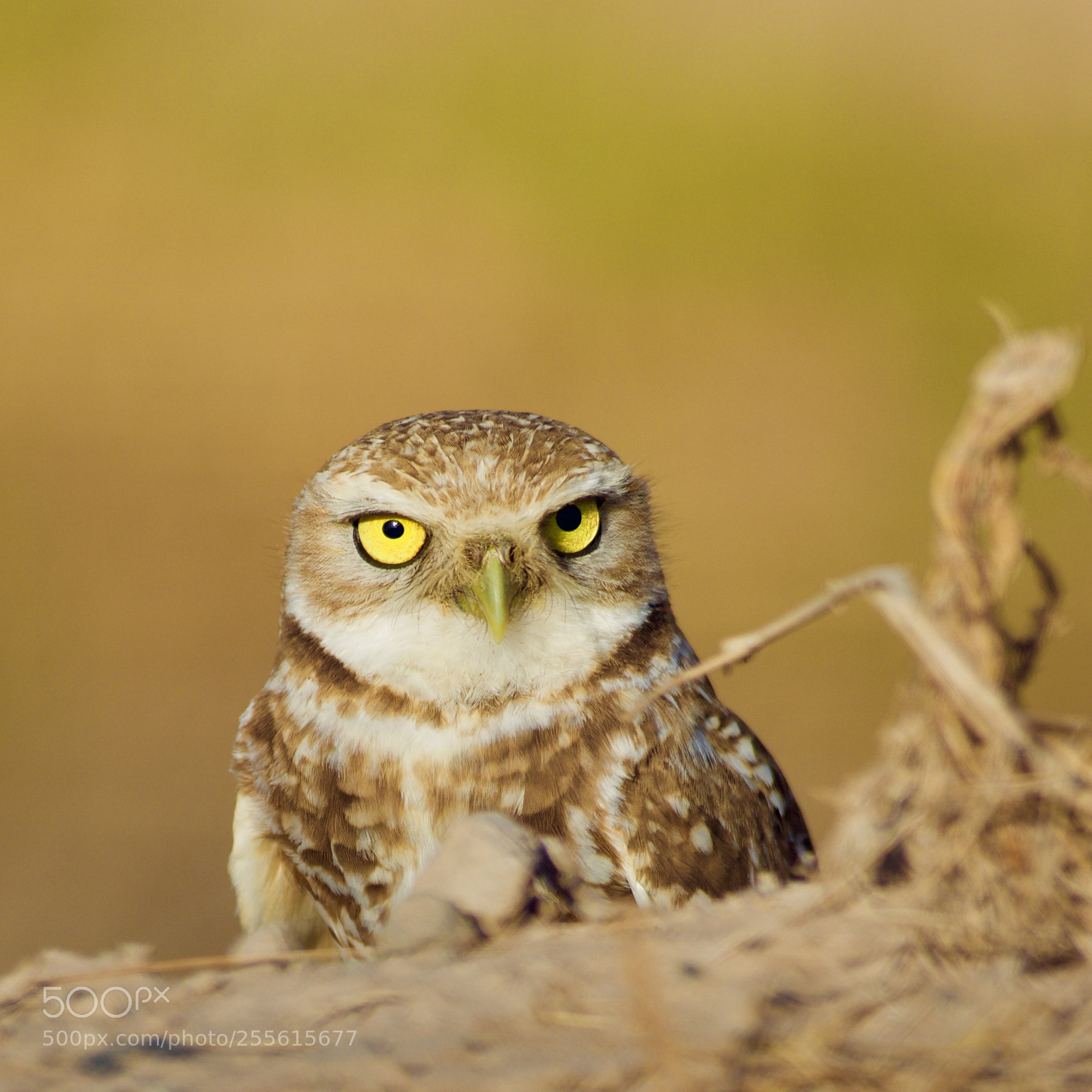 Canon EOS 5D Mark IV sample photo. Who let the owl photography
