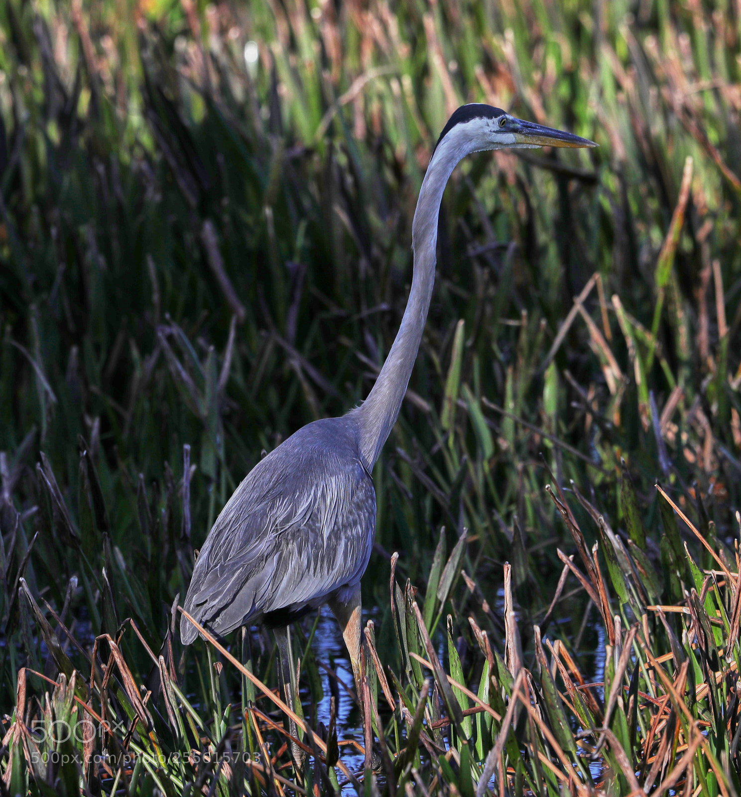 Canon EOS-1D X Mark II sample photo. 04-28-18-0014992.jpg photography