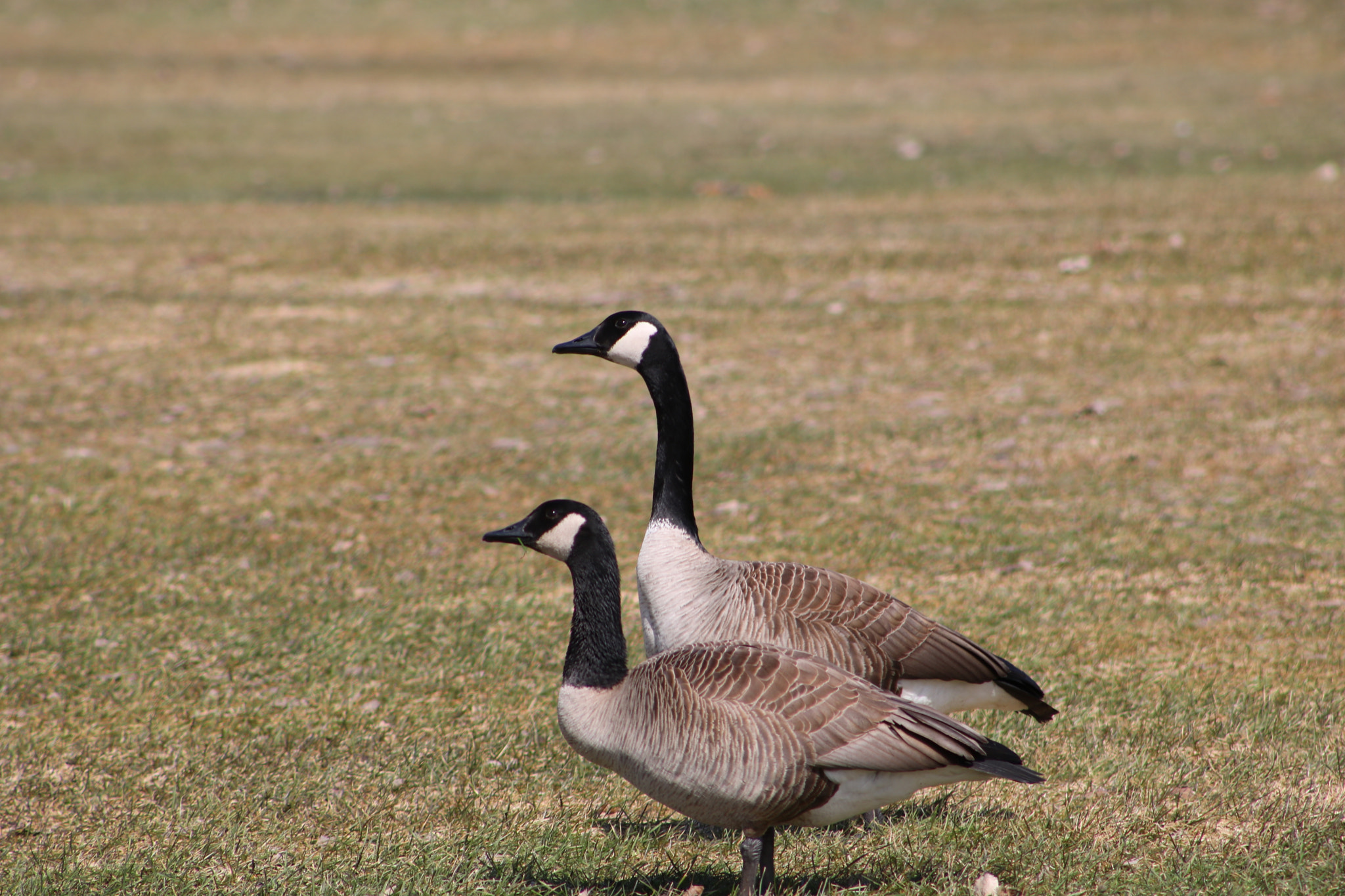 Canon EOS 750D (EOS Rebel T6i / EOS Kiss X8i) + Canon EF 75-300mm f/4-5.6 sample photo. Canada geese 1075 photography