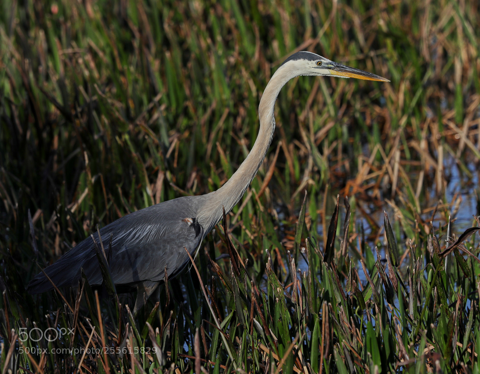 Canon EOS-1D X Mark II sample photo. 04-28-18-0014988.jpg photography