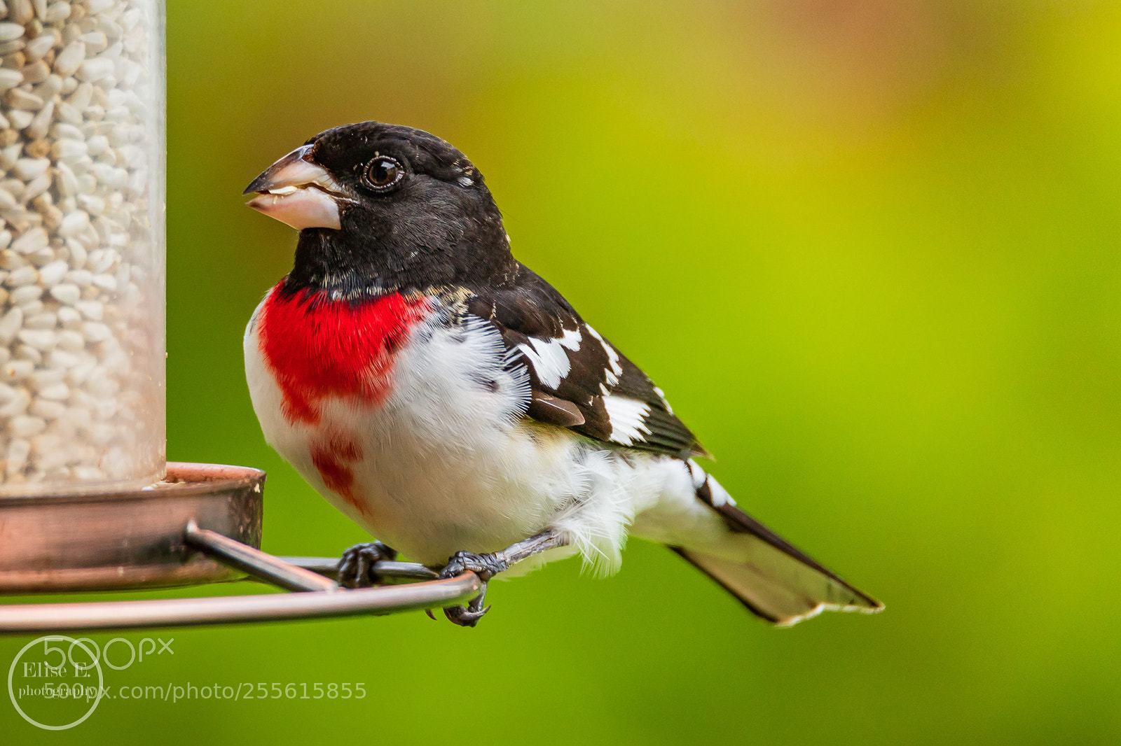 Canon EOS 6D Mark II sample photo. Rose-breasted grosbeak photography