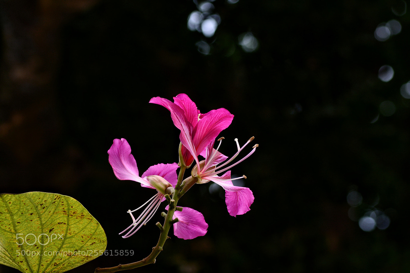 Nikon D7100 sample photo. Untitled photography
