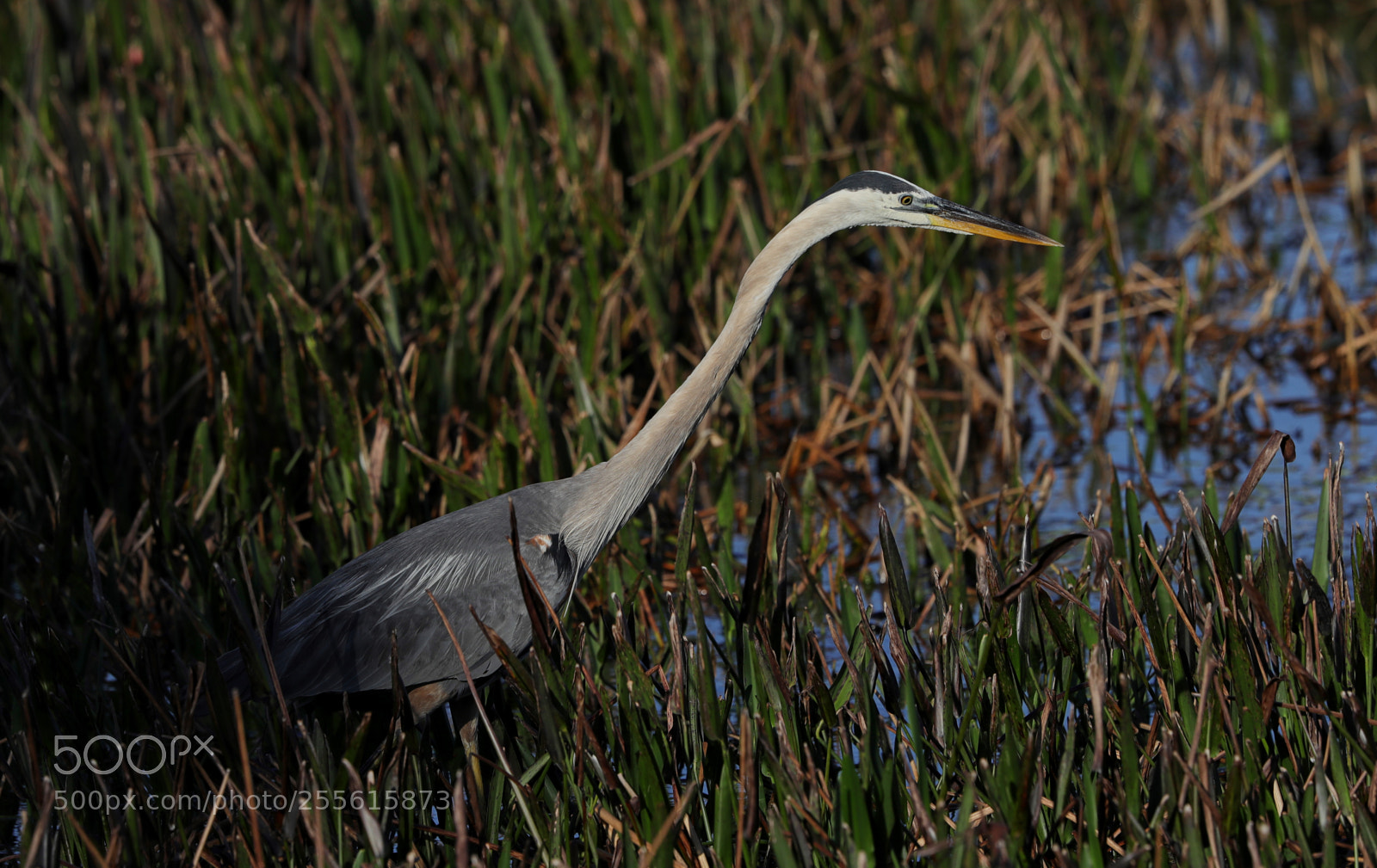Canon EOS-1D X Mark II sample photo. 04-28-18-0014986.jpg photography