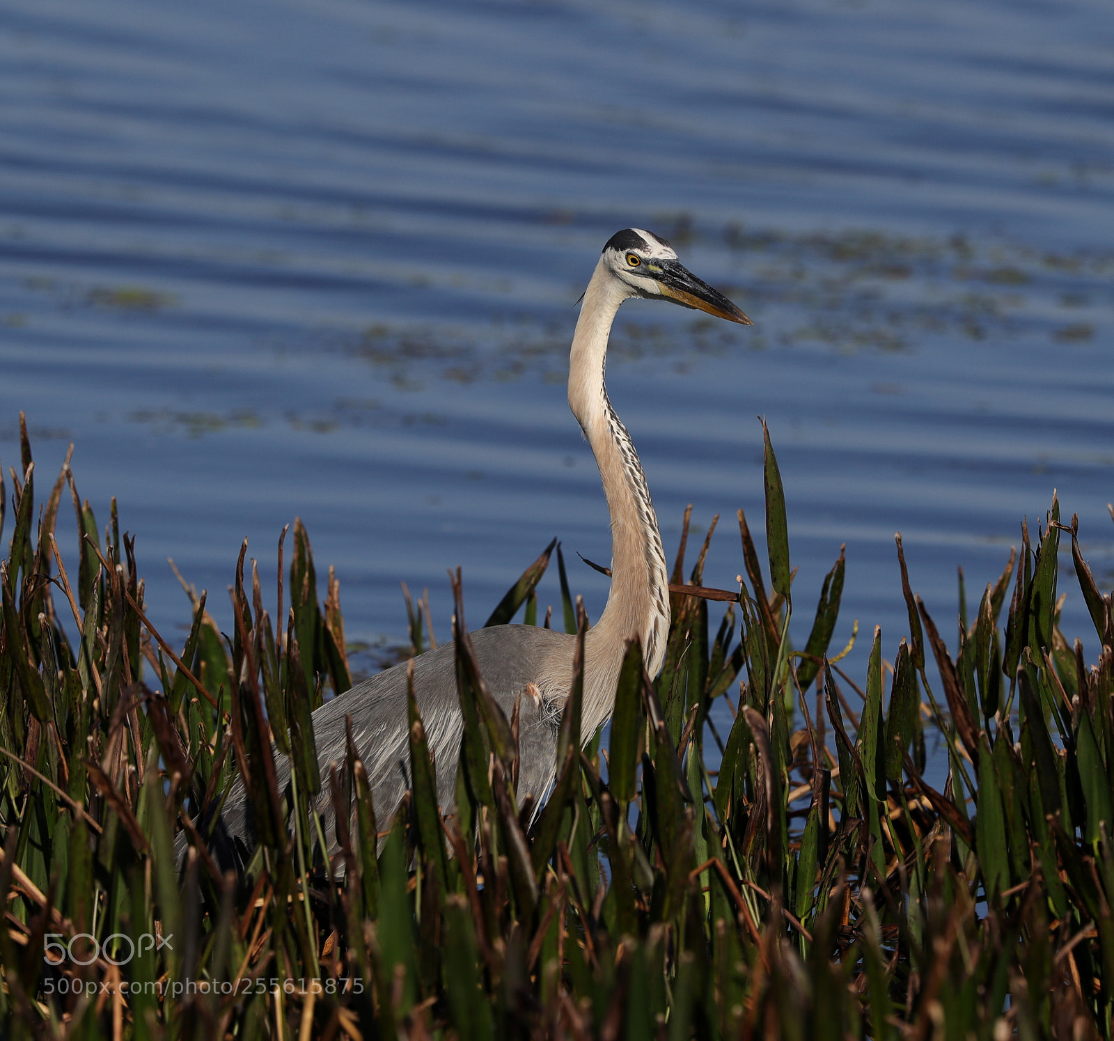 Canon EOS-1D X Mark II sample photo. 04-28-18-0014942.jpg photography