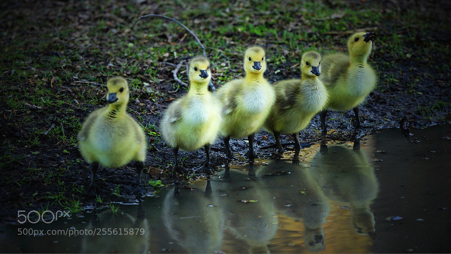 Canon EOS 7D sample photo. Baby canadian geese photography