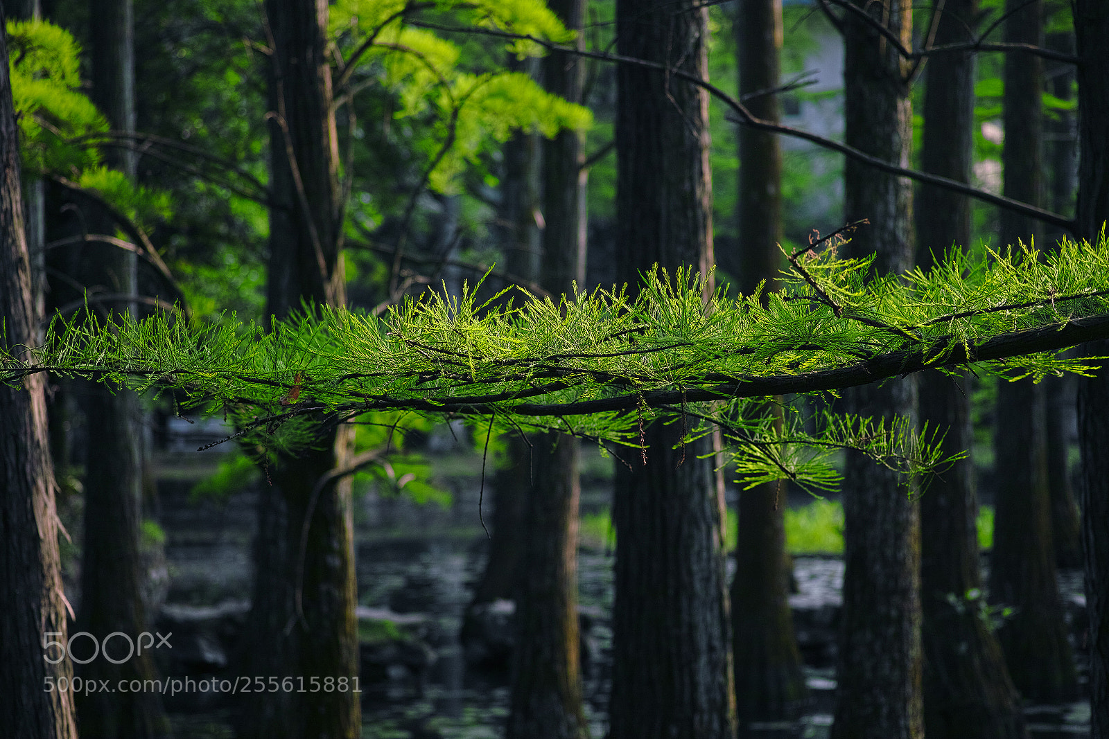 Sigma DP3 Merrill sample photo. Metasequoia photography