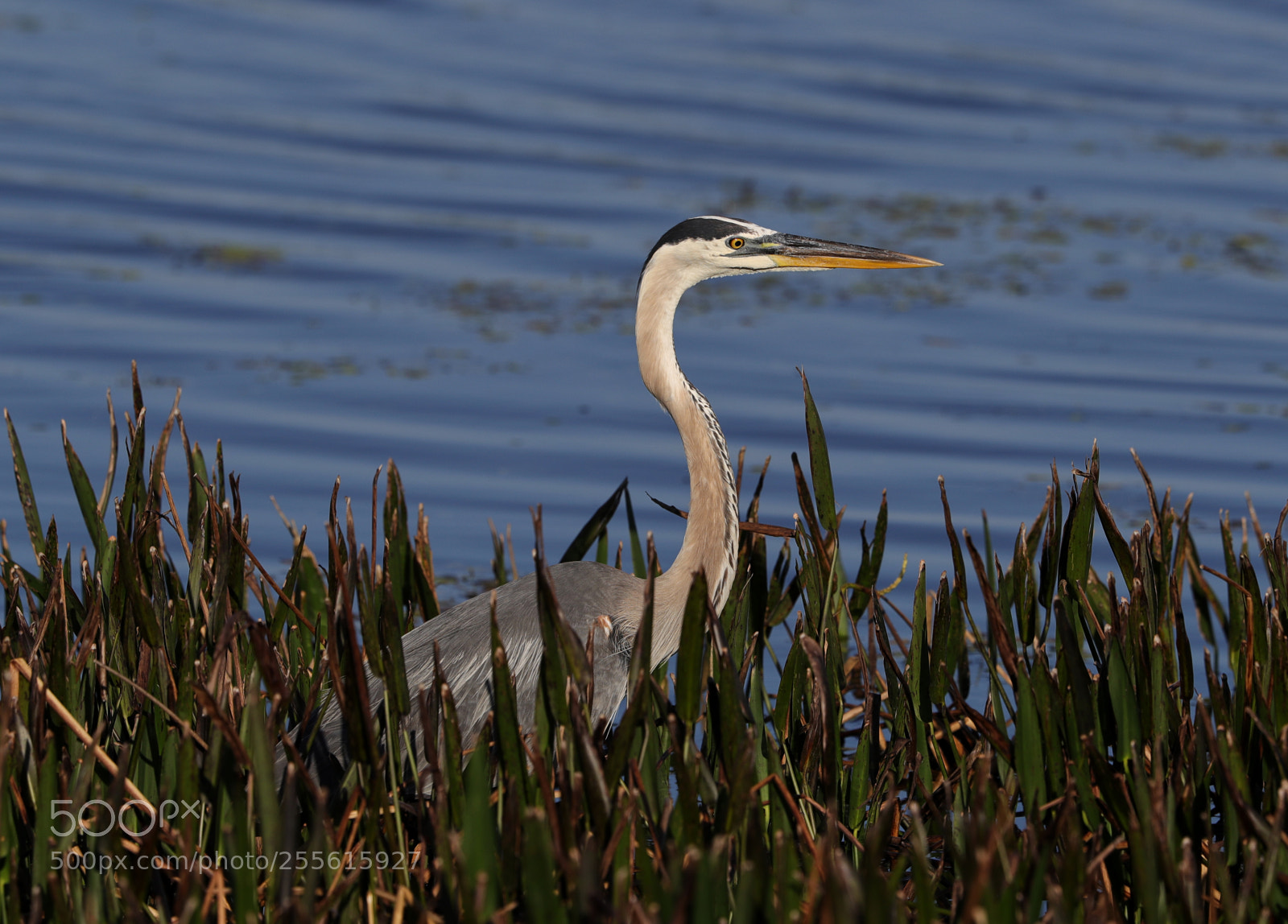 Canon EOS-1D X Mark II sample photo. 04-28-18-0014941.jpg photography