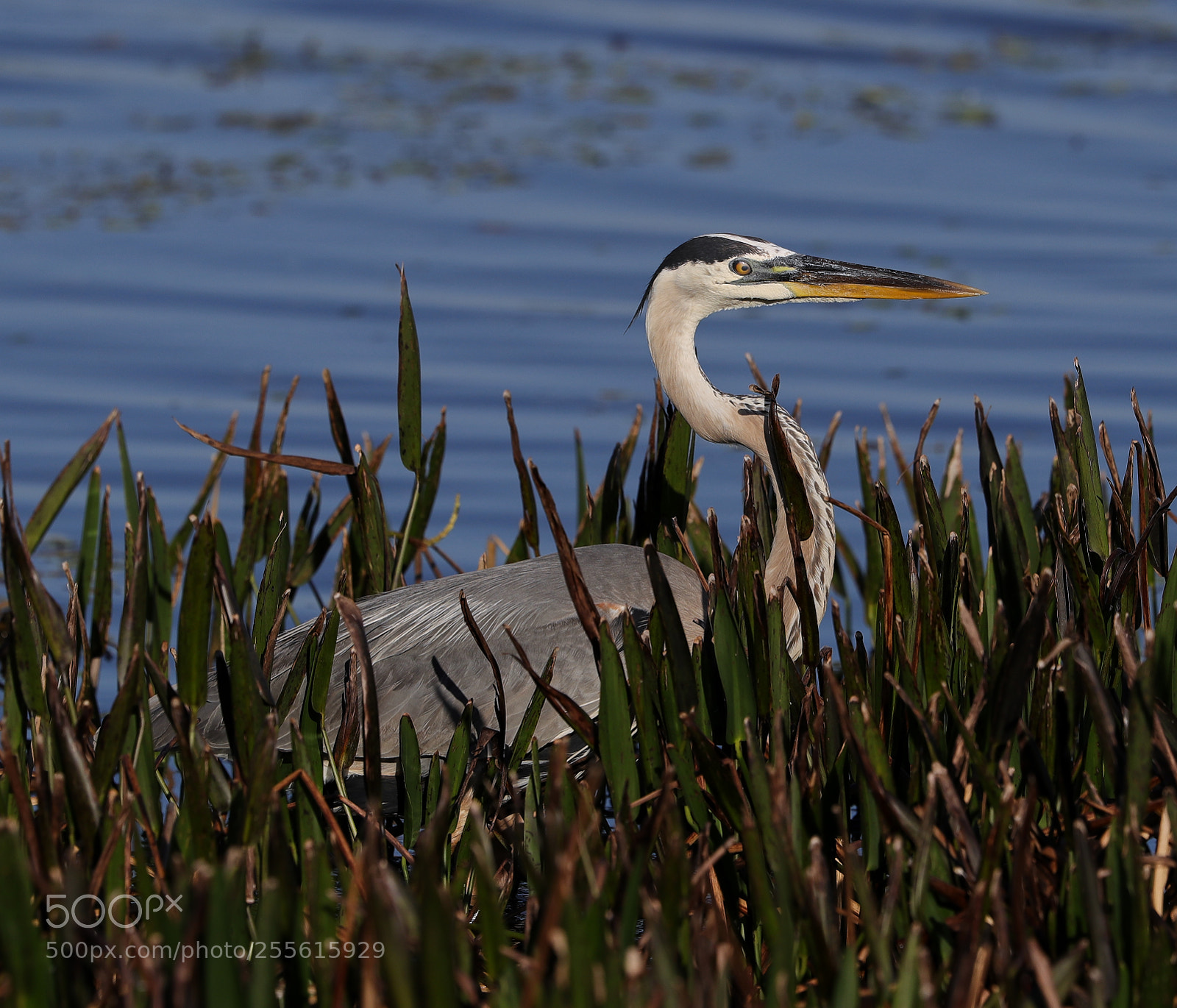 Canon EOS-1D X Mark II sample photo. 04-28-18-0014940.jpg photography
