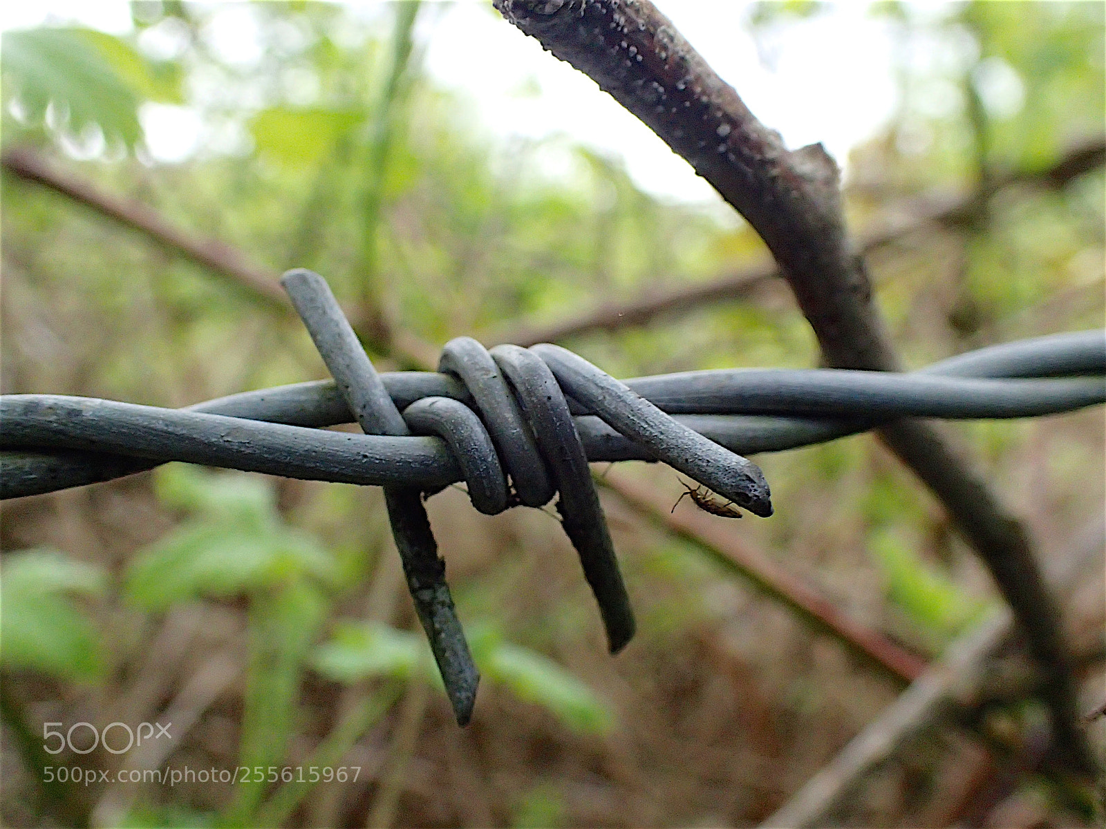 Olympus TG-4 sample photo. Nature makes use of photography