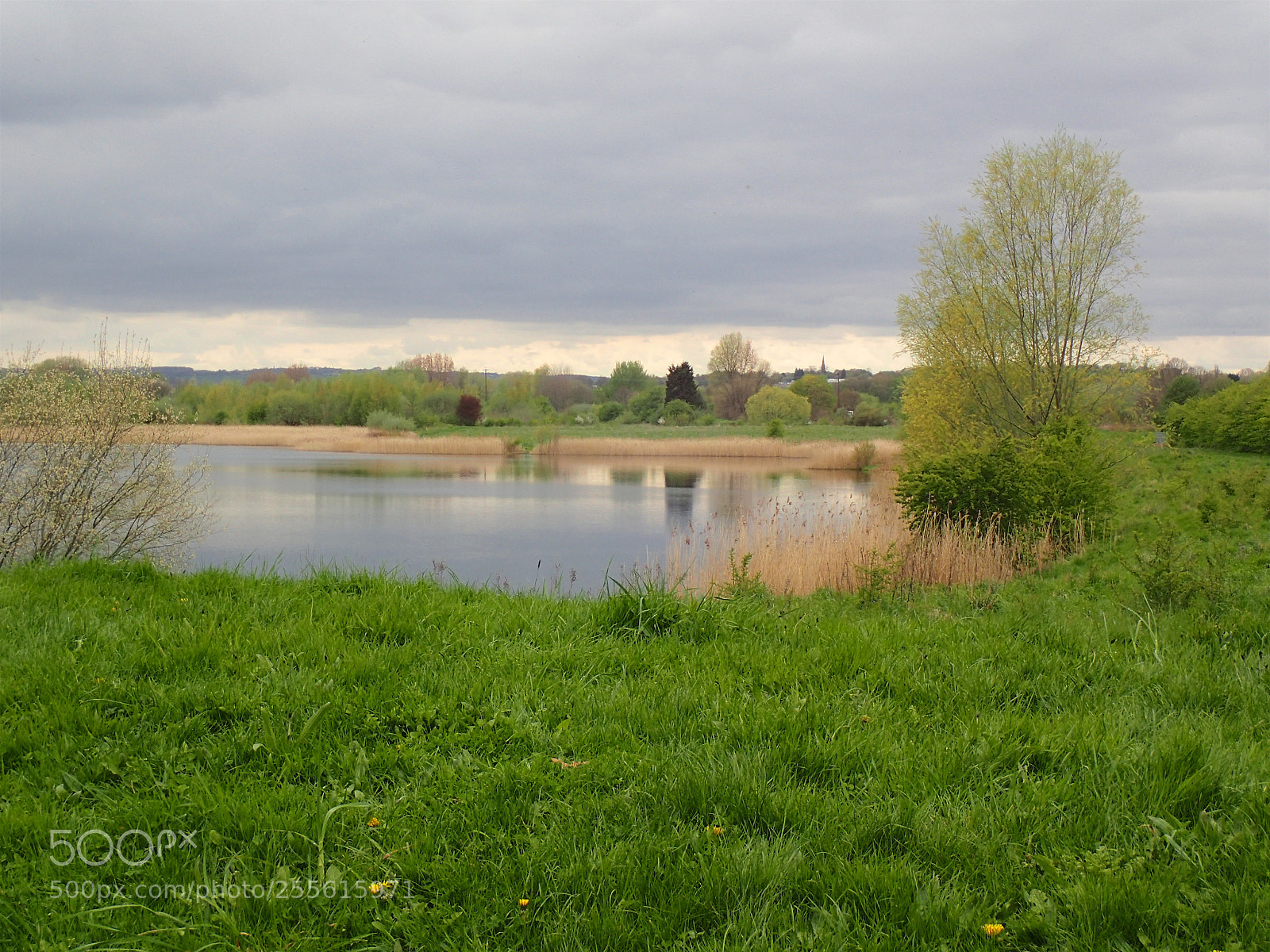 Olympus TG-4 sample photo. Wakefield dog walk photography