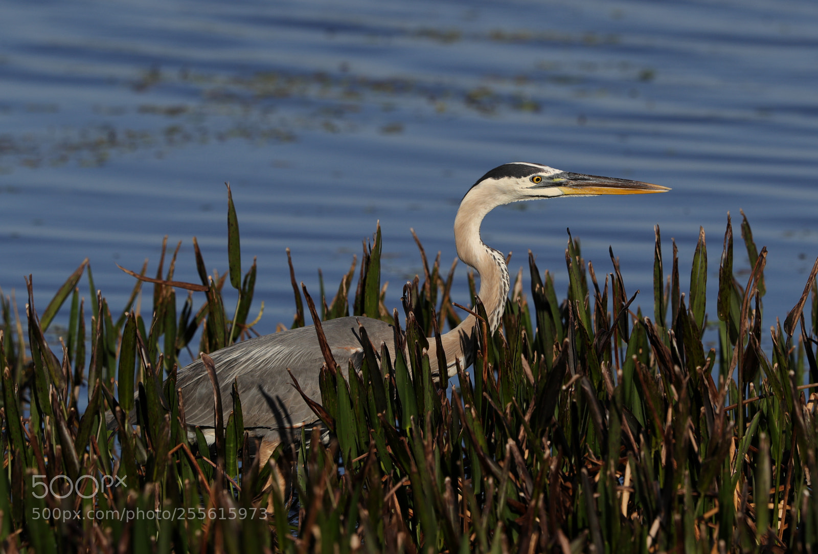 Canon EOS-1D X Mark II sample photo. 04-28-18-0014939.jpg photography