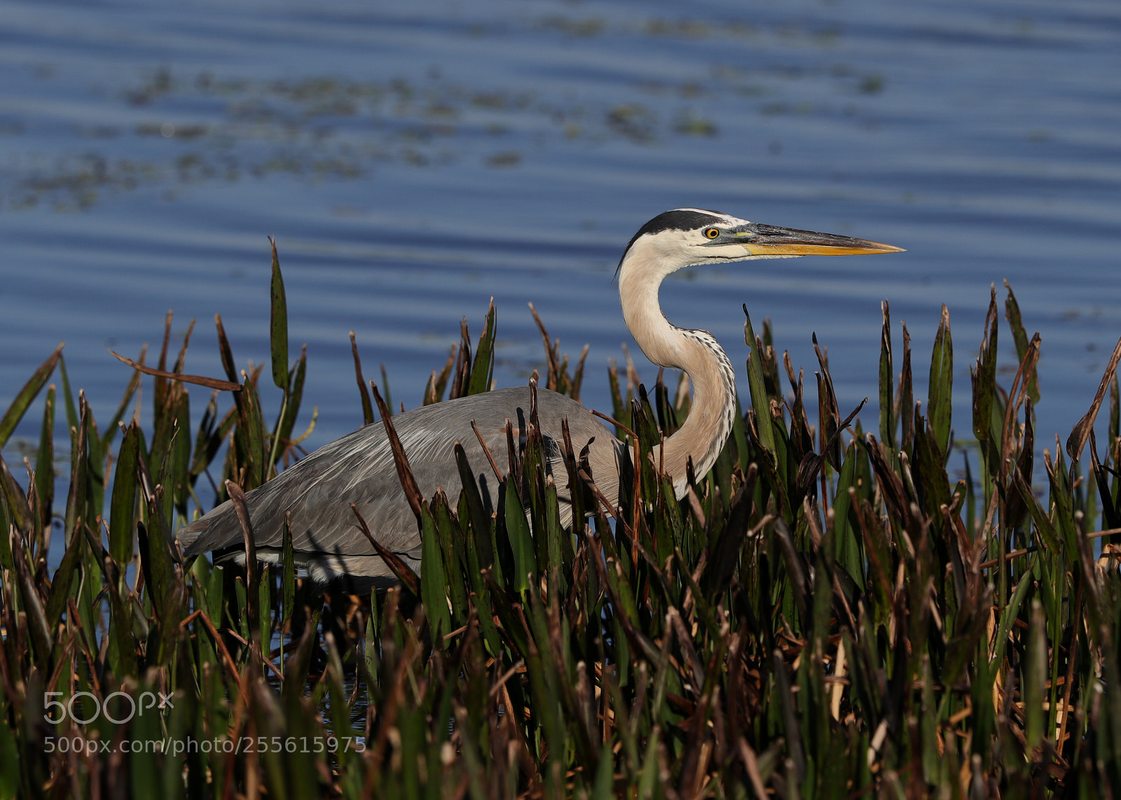 Canon EOS-1D X Mark II sample photo. 04-28-18-0014938.jpg photography