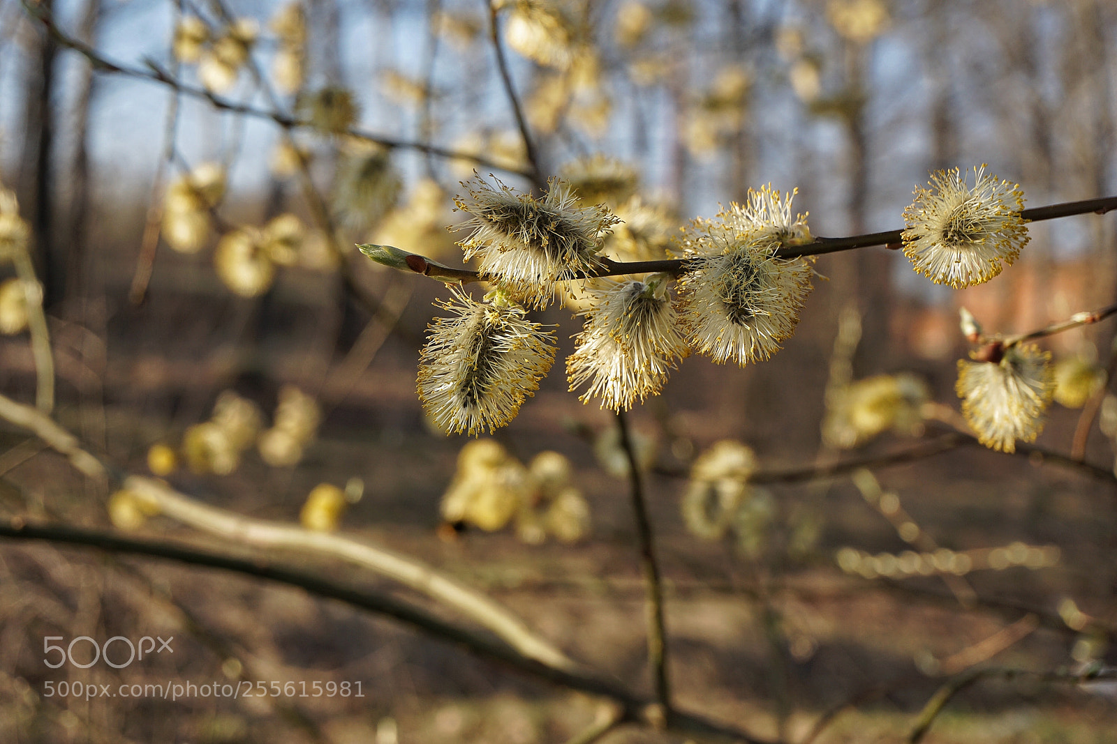 Sony a6000 sample photo. Spring photography