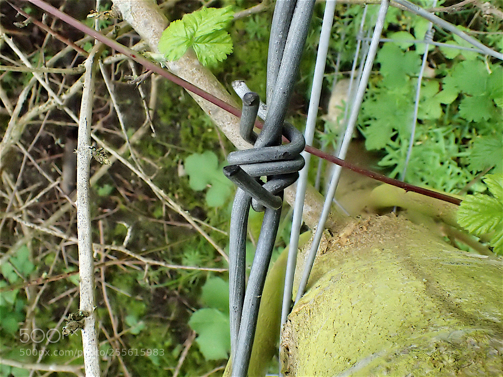 Olympus TG-4 sample photo. Nature makes use of photography