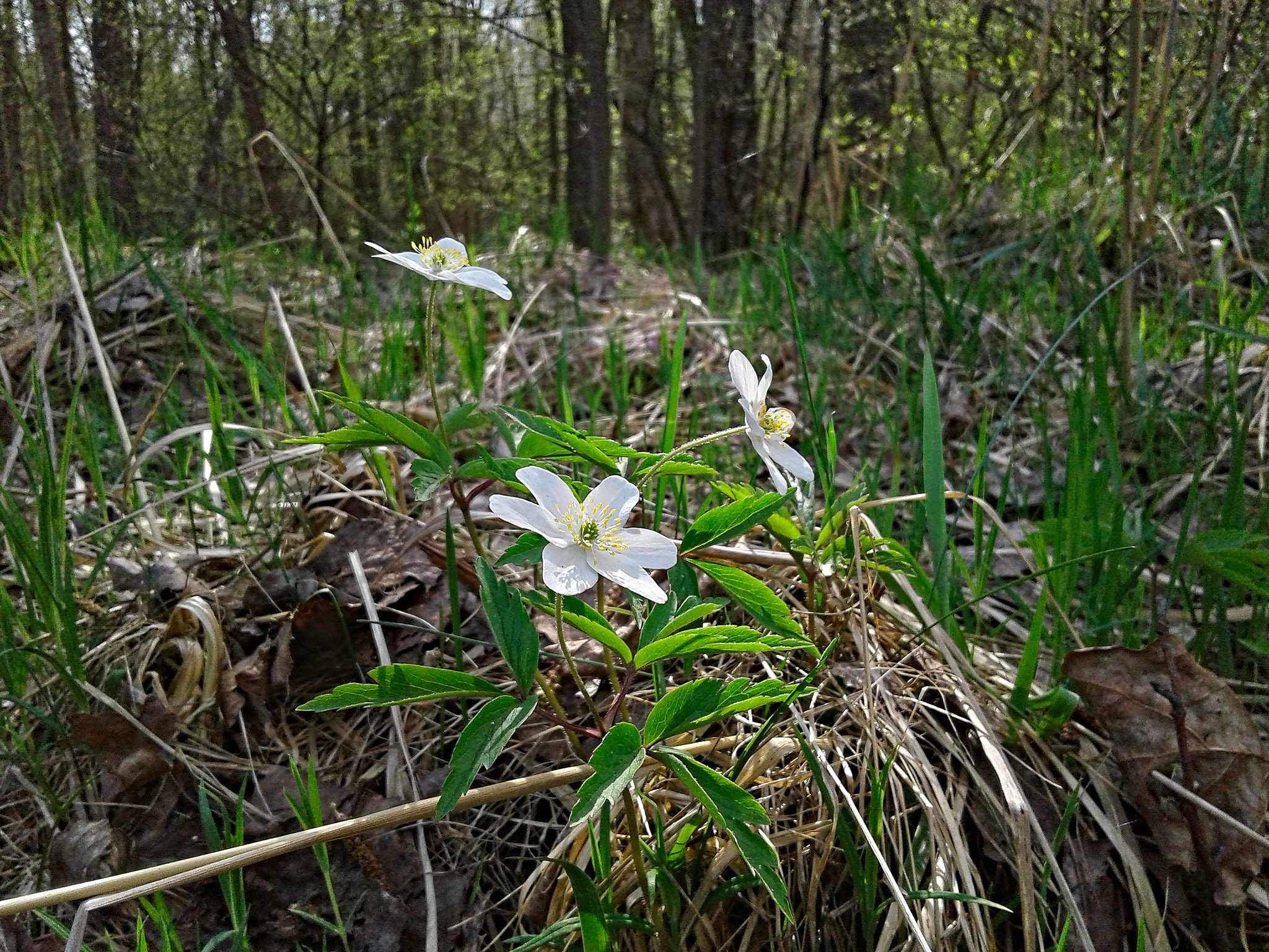 Samsung Galaxy J1 sample photo. Spring flowers photography