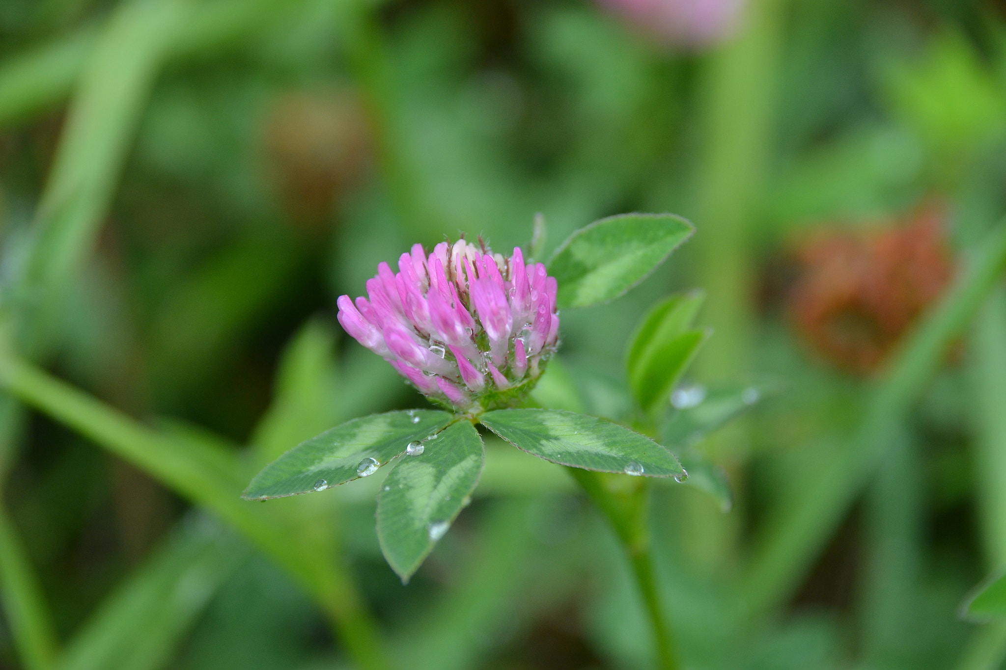 Nikon D3100 + Sigma 18-250mm F3.5-6.3 DC Macro OS HSM sample photo. Nz photography