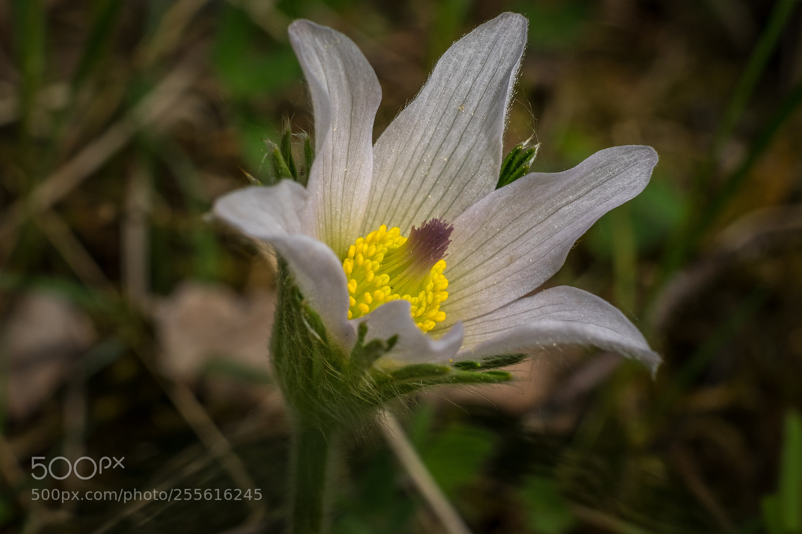 Fujifilm X-T1 sample photo. Kuhschelle (pulsatilla vulgaris) photography