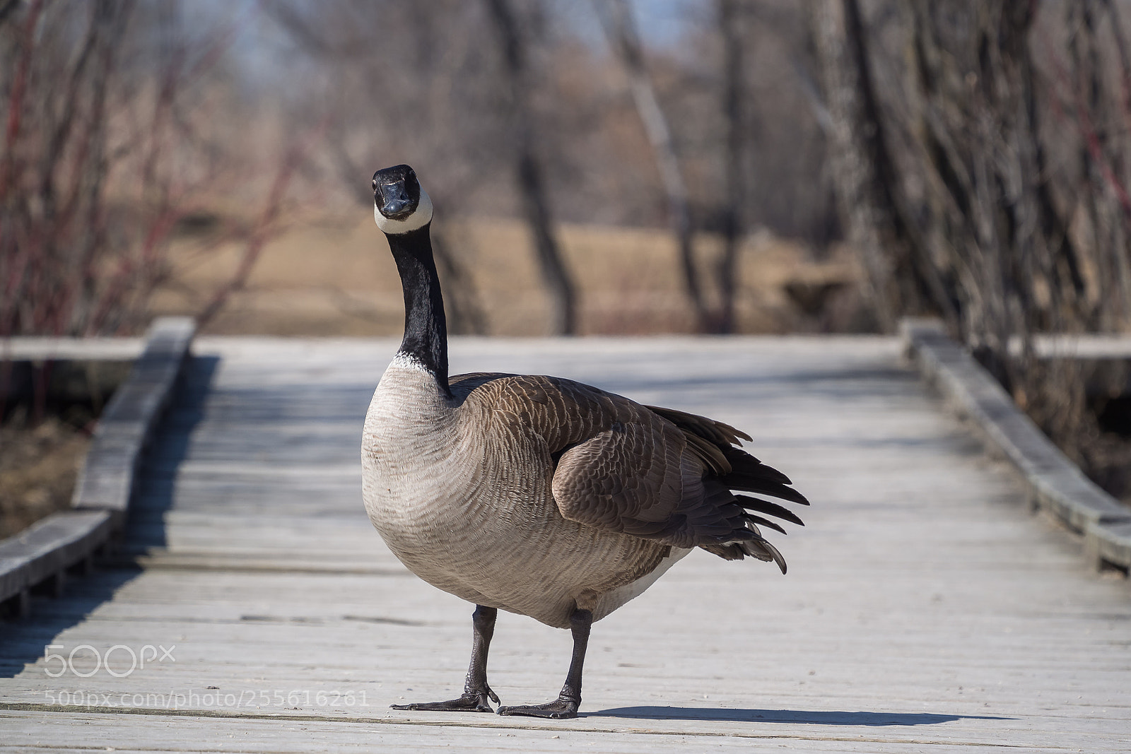 Olympus OM-D E-M5 sample photo. Goose walk photography