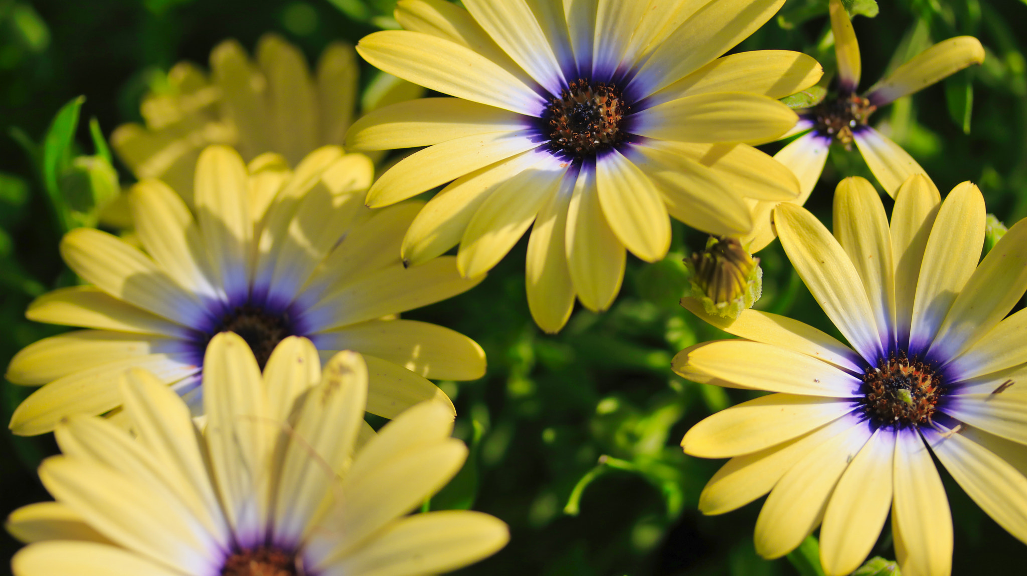 Canon EF-S 60mm F2.8 Macro USM sample photo. Yellow flowers photography