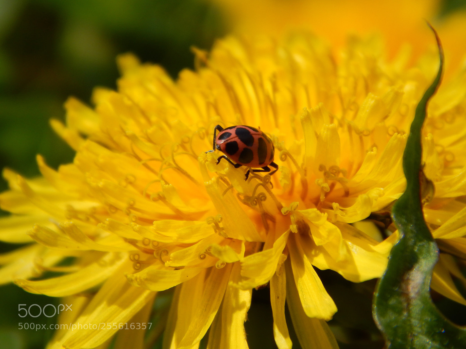 Nikon Coolpix L820 sample photo. Bug on a flower photography