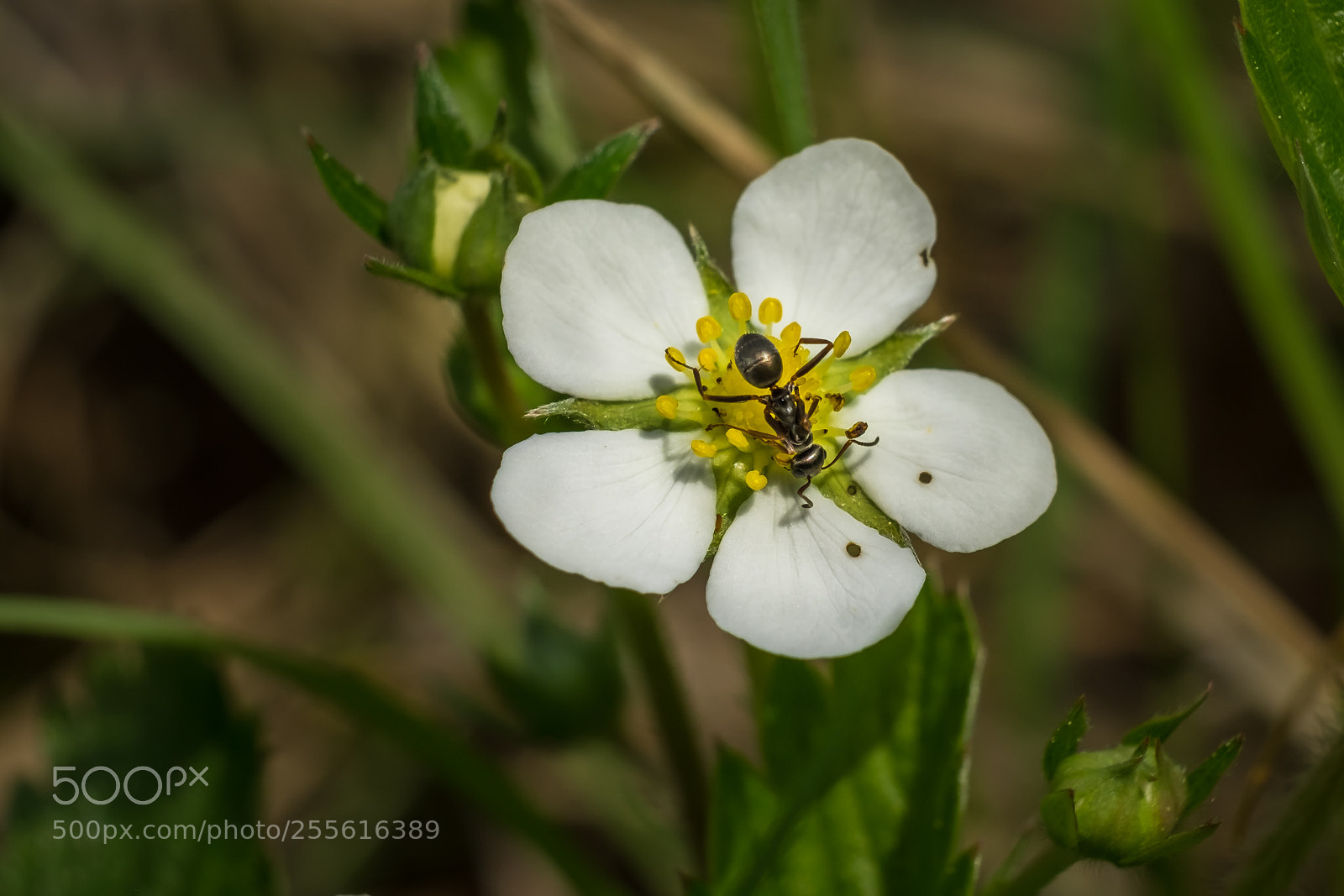 Fujifilm X-T1 sample photo. Alles meins photography