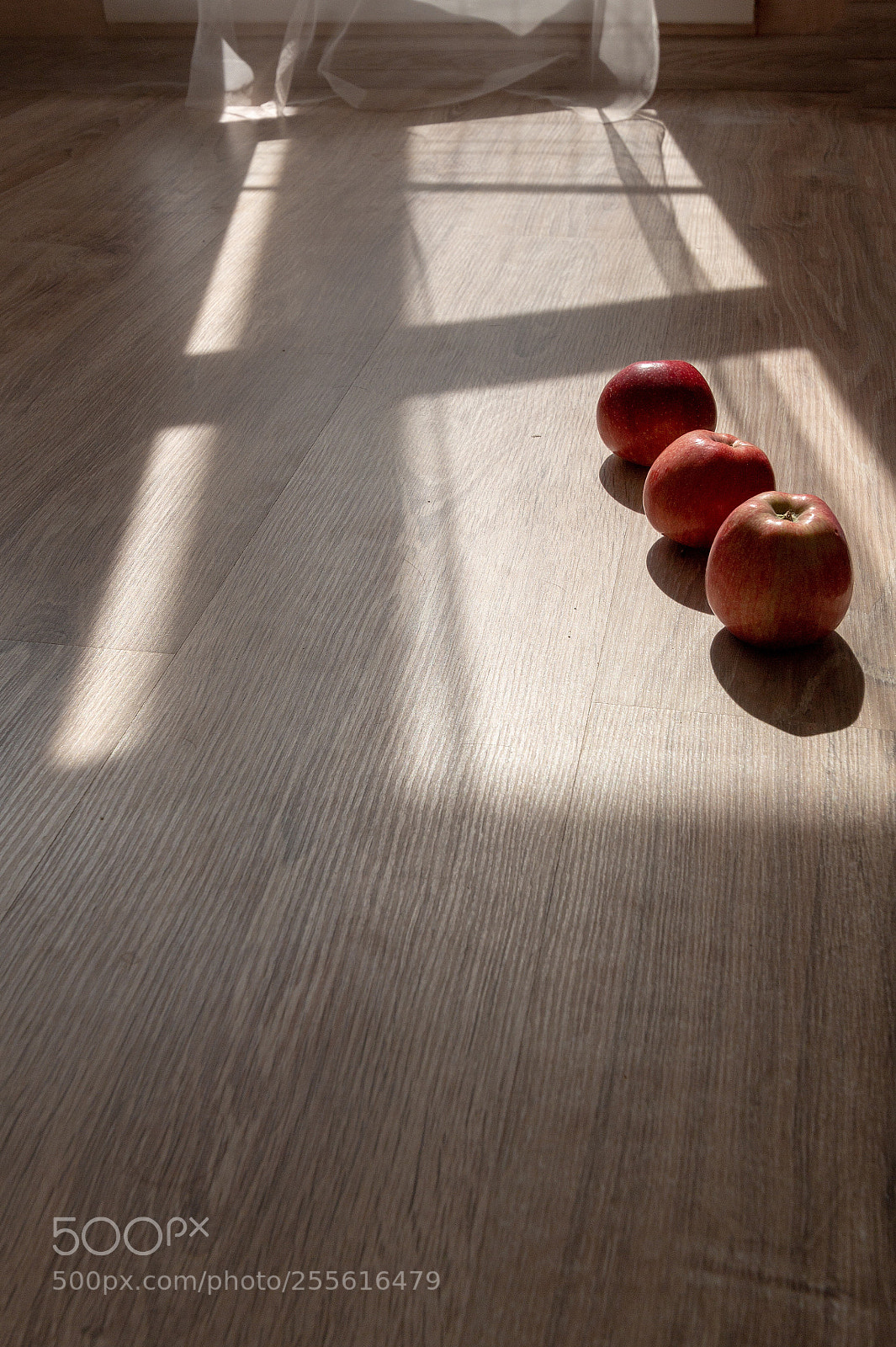 Canon EOS 70D sample photo. Apples in the sunlight  photography