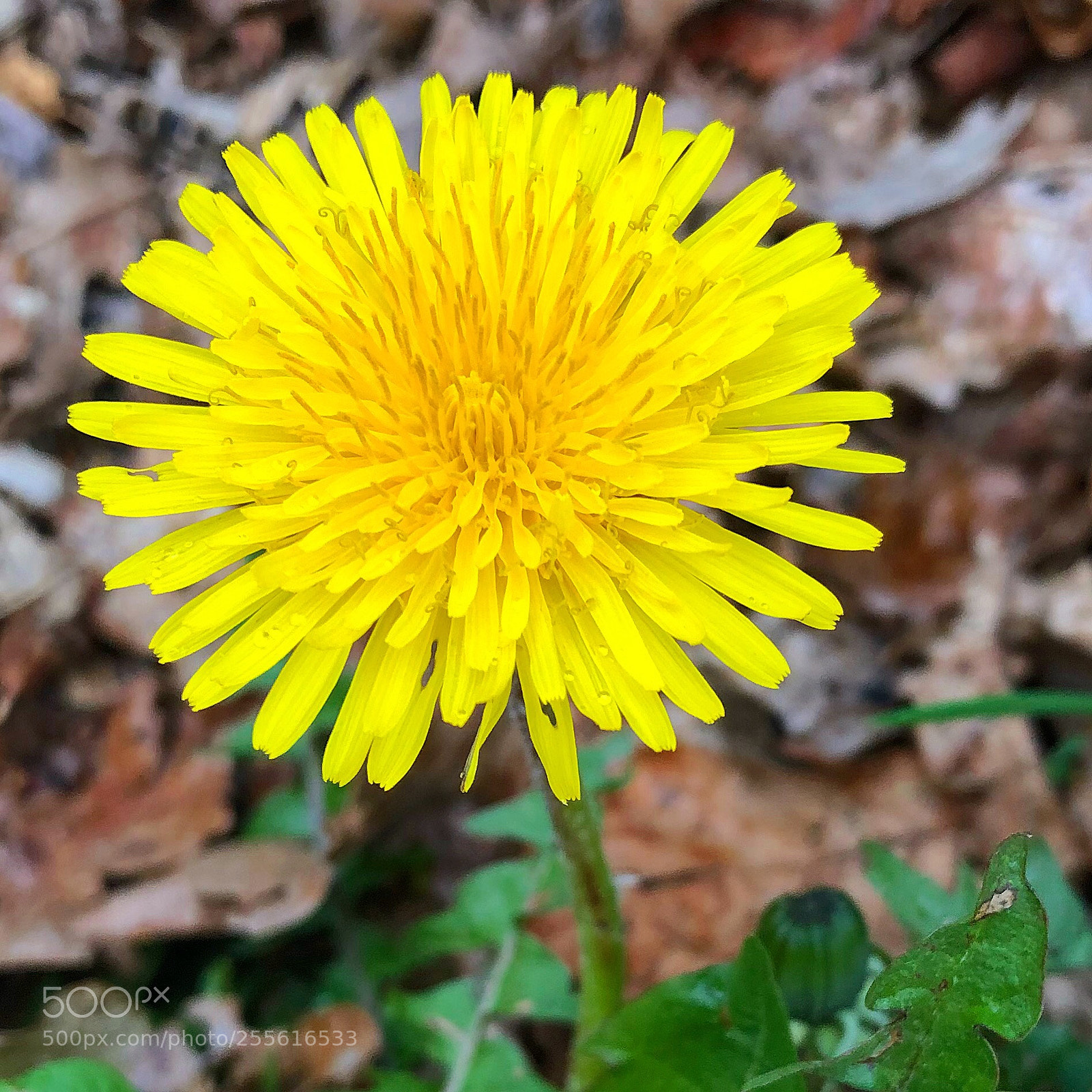 Apple iPhone 8 Plus sample photo. Dandelion photography