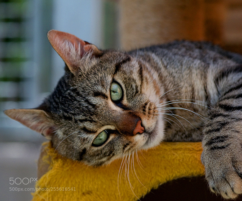 Nikon D3100 sample photo. Gabri photography