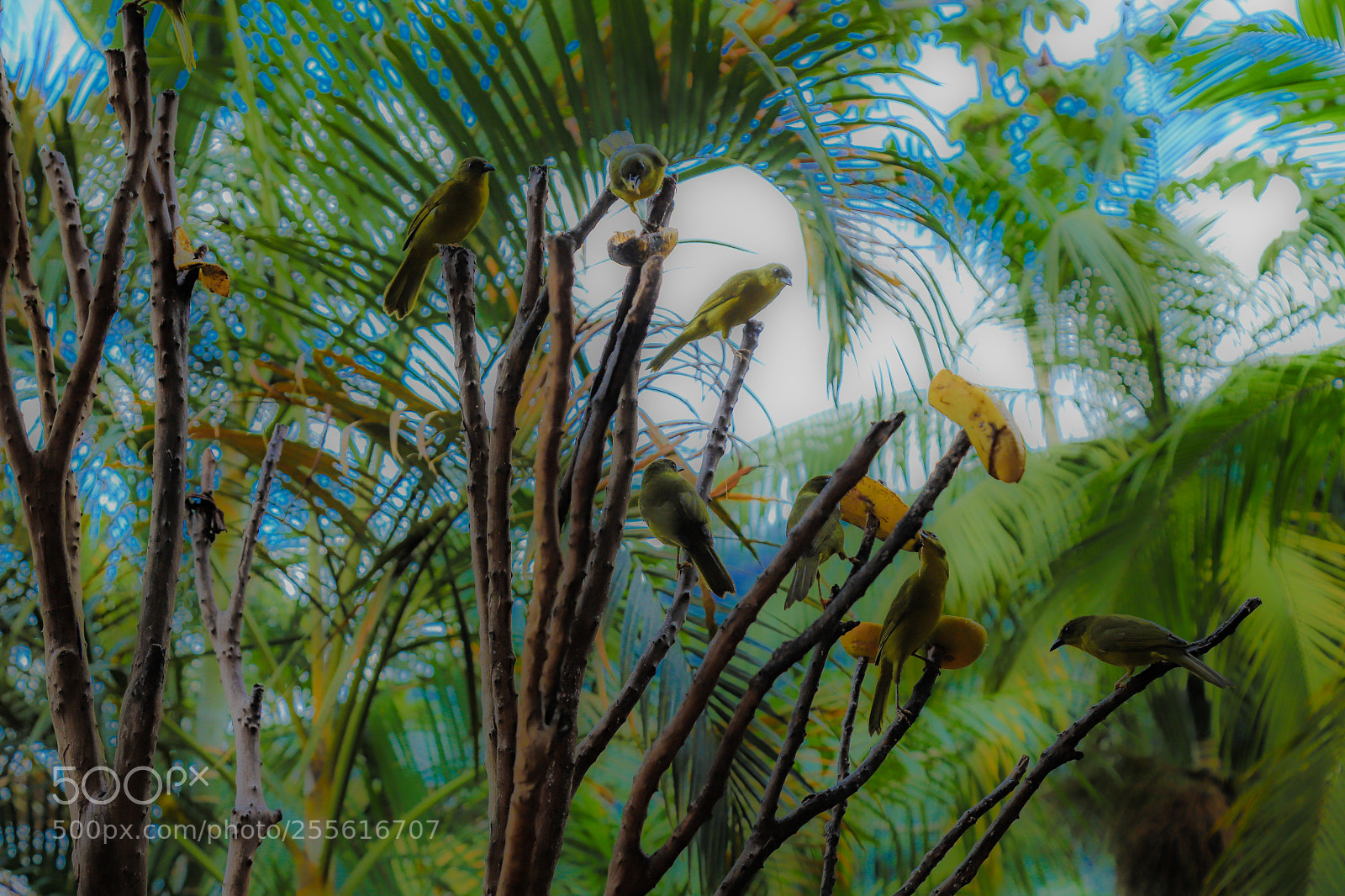 Canon EOS 6D Mark II sample photo. Untitled photography