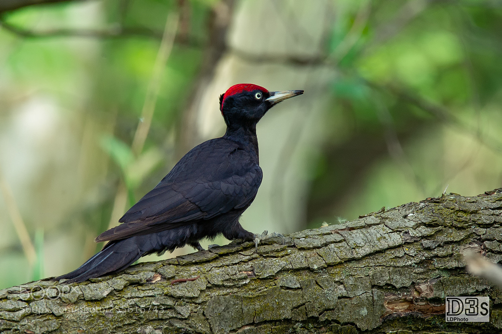 Nikon D3S sample photo. Black woodpecker (dryocopus martius) photography
