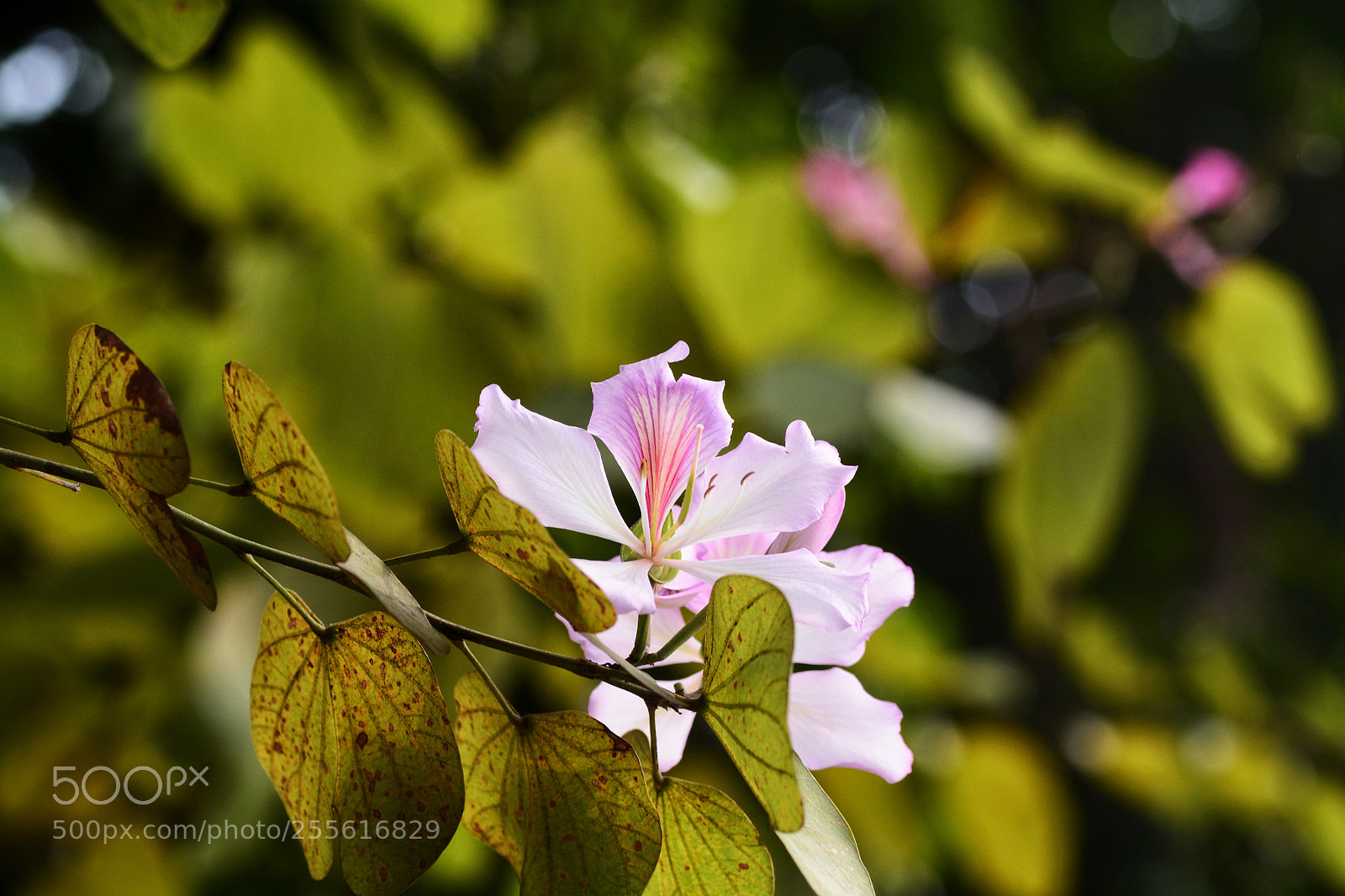 Nikon D7100 sample photo. Untitled photography