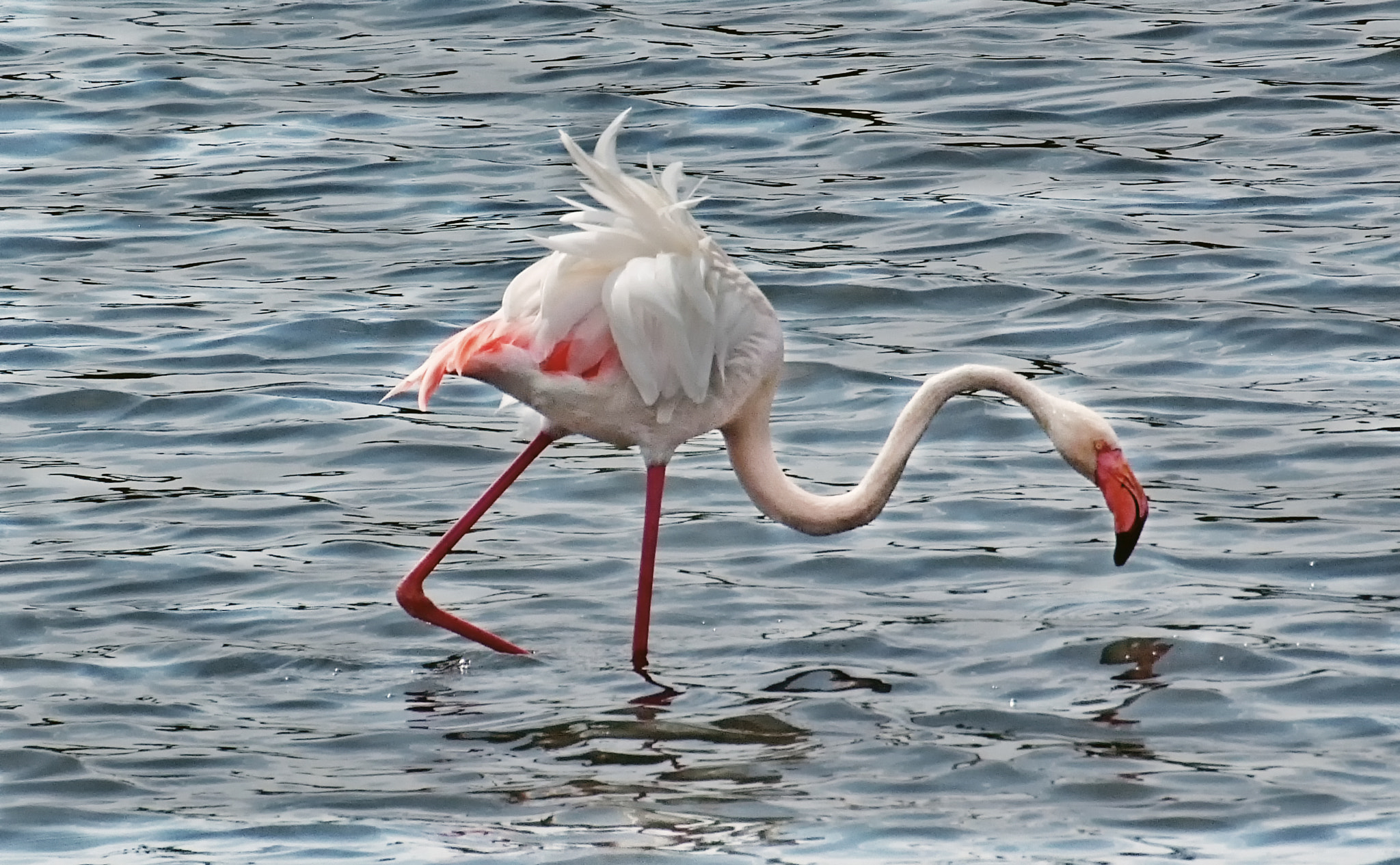 Fujifilm FinePix S5 Pro sample photo. A flamingo photography