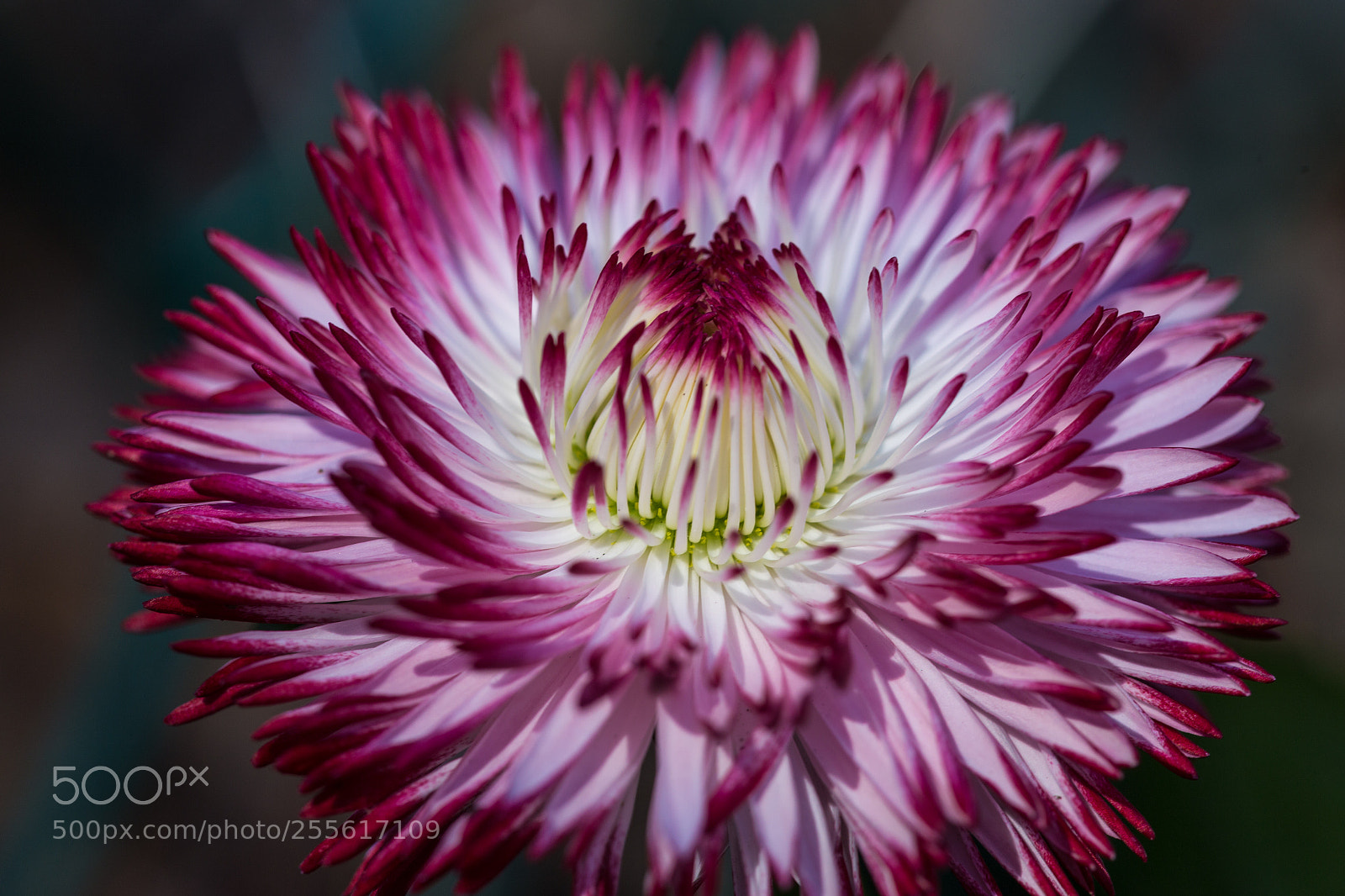 Canon EOS 6D sample photo. Pom pom photography