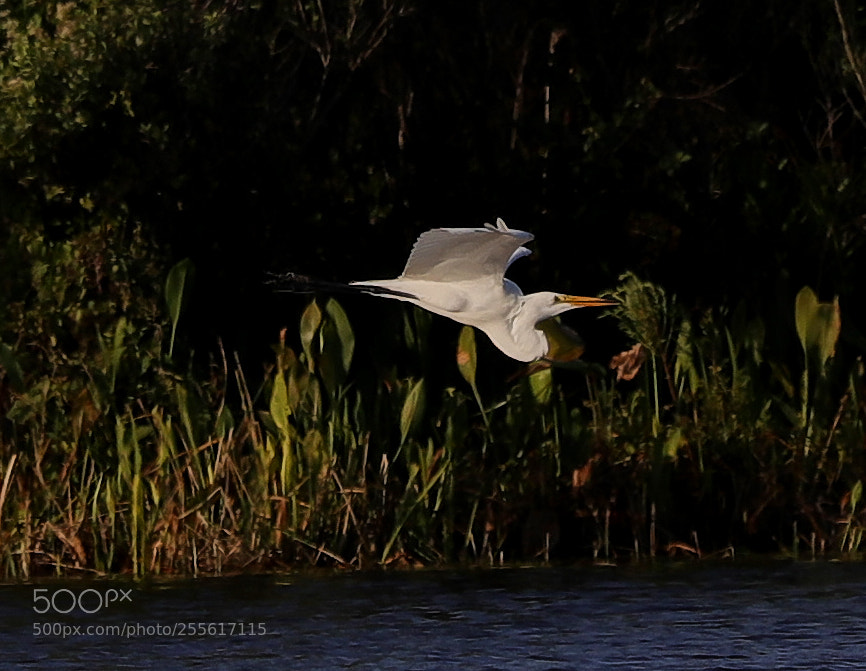 Canon EOS-1D X Mark II sample photo. 04-28-18-0015115.jpg photography