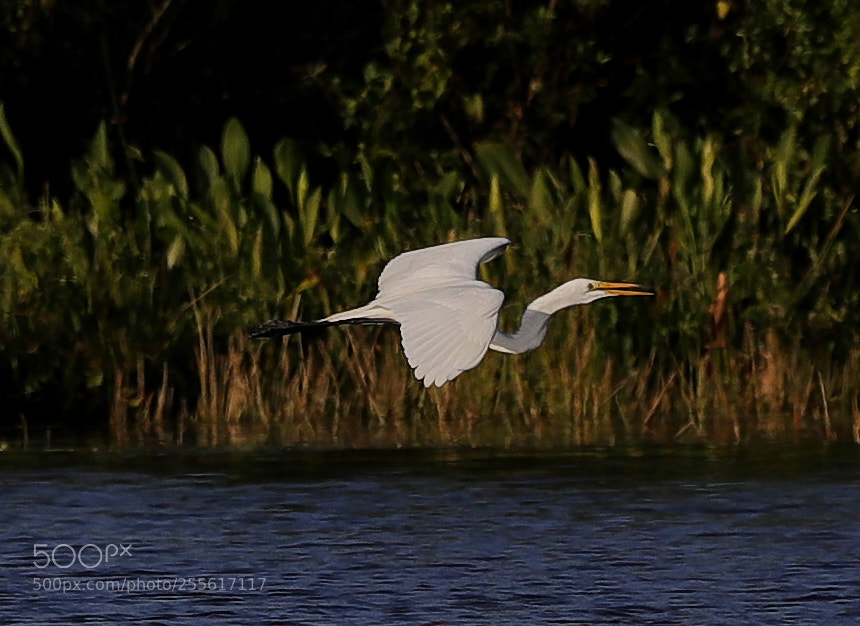 Canon EOS-1D X Mark II sample photo. 04-28-18-0015114.jpg photography