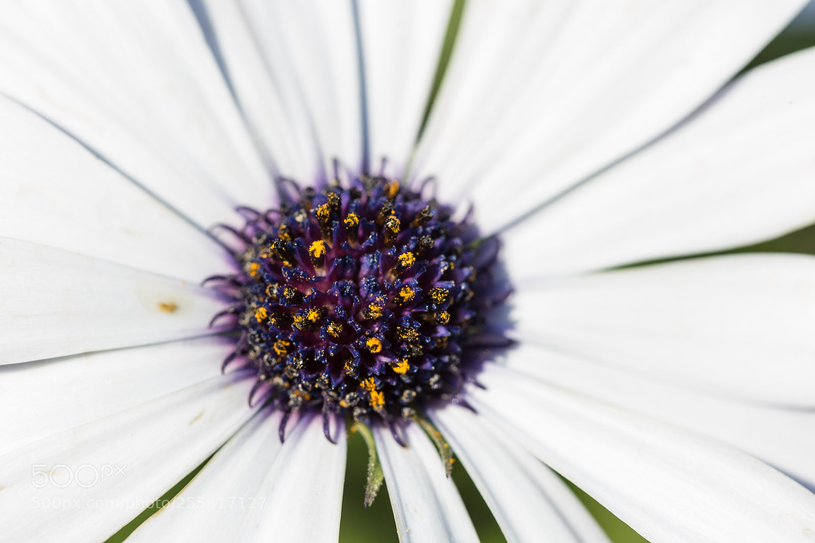 Canon EOS 6D sample photo. Daisy photography