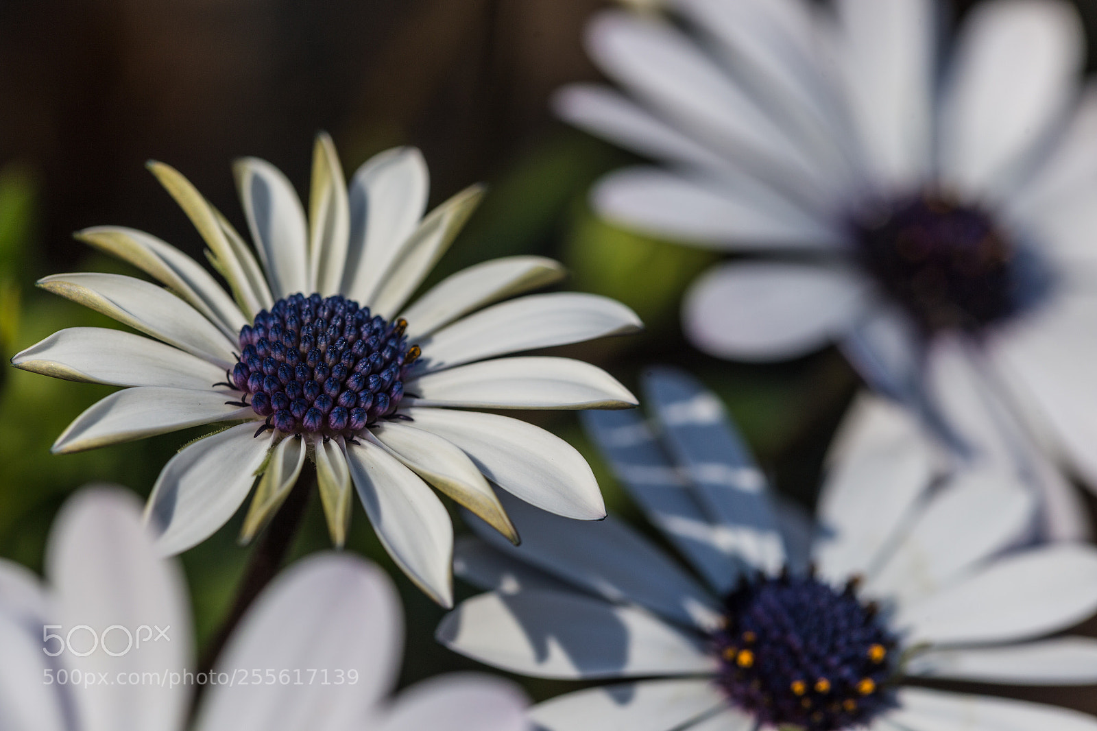 Canon EOS 6D sample photo. Daisy photography