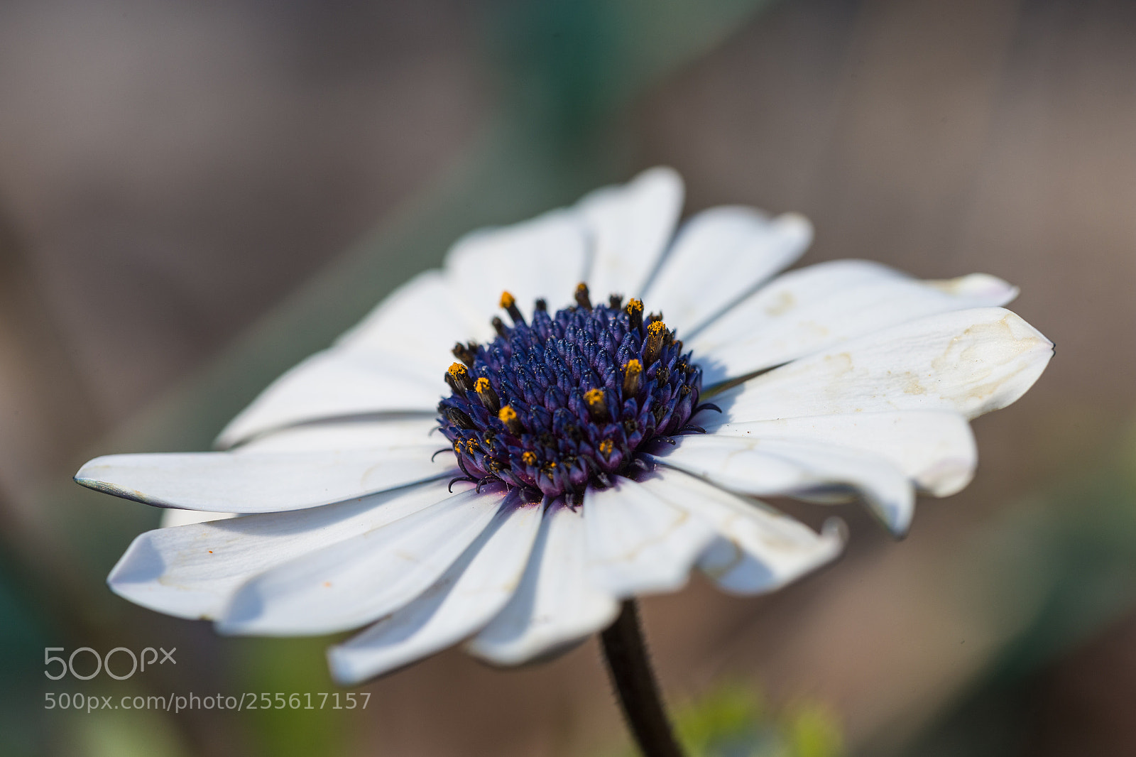 Canon EOS 6D sample photo. Daisy photography