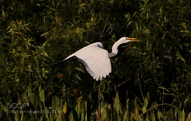 Canon EOS-1D X Mark II sample photo. 04-28-18-0015113.jpg photography