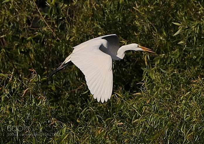 Canon EOS-1D X Mark II sample photo. 04-28-18-0015112.jpg photography