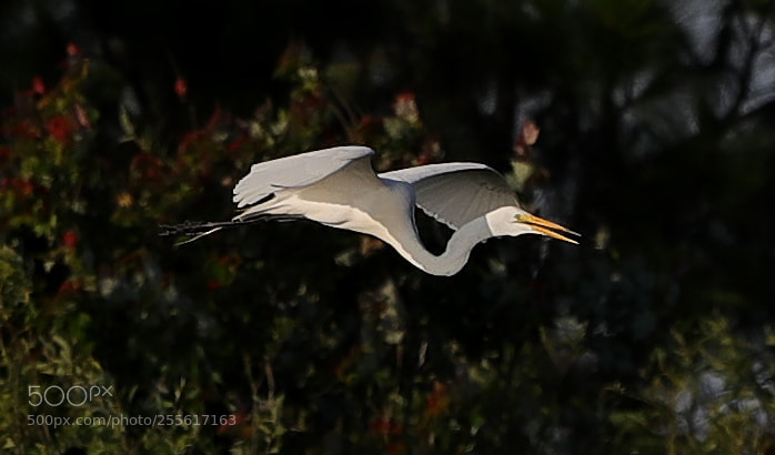Canon EOS-1D X Mark II sample photo. 04-28-18-0015111.jpg photography