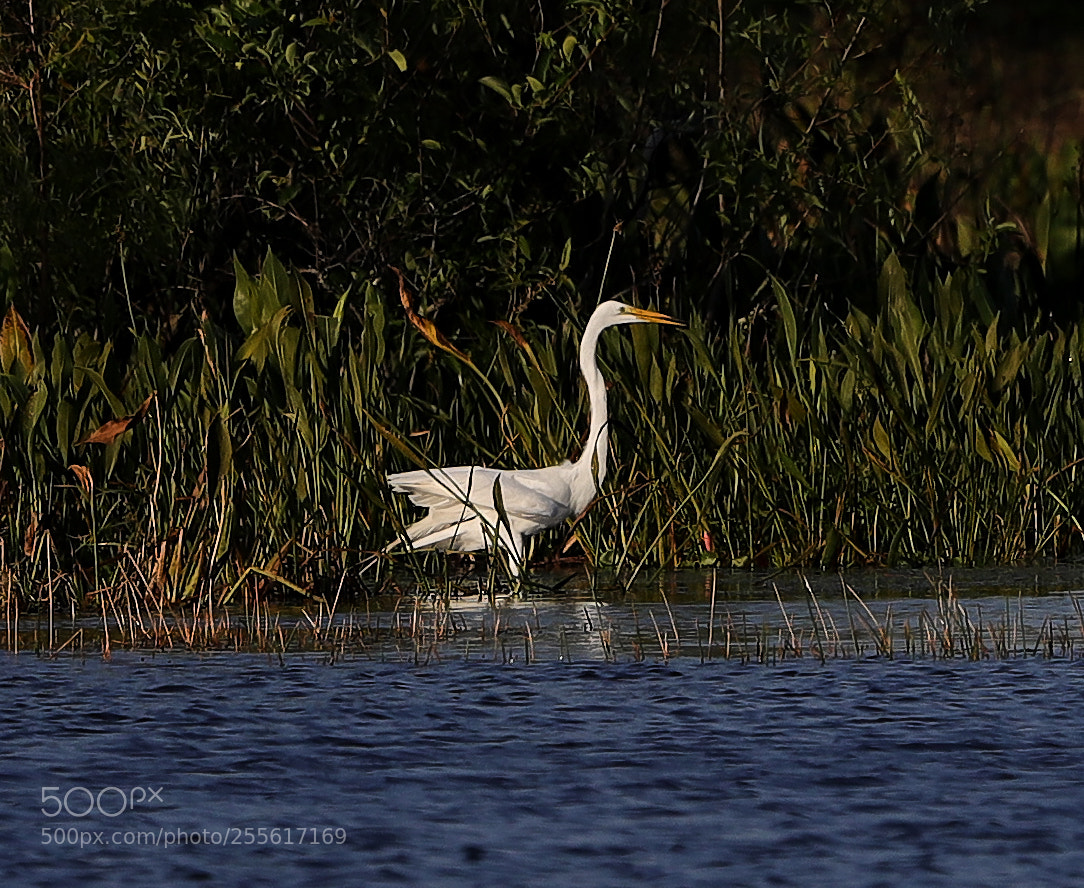 Canon EOS-1D X Mark II sample photo. 04-28-18-0015108.jpg photography