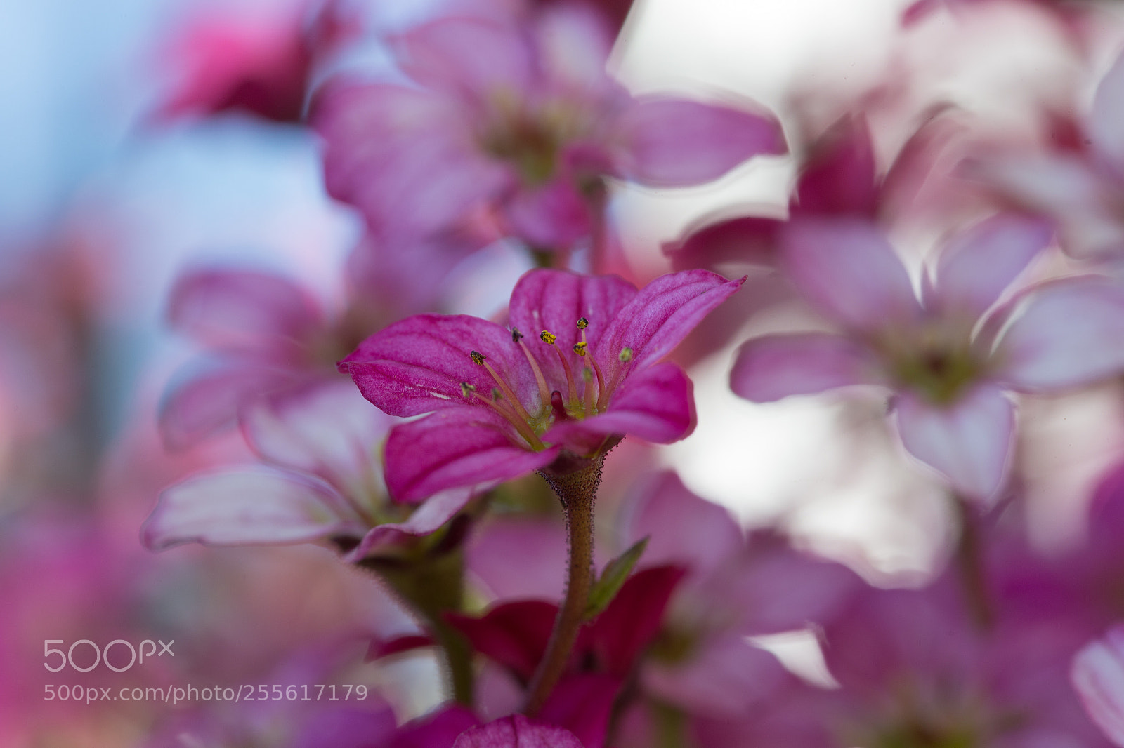 Canon EOS 6D sample photo. Flowers photography