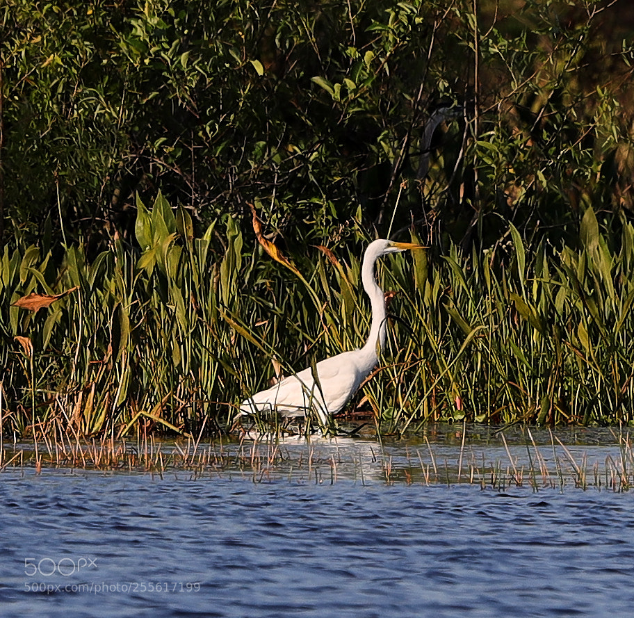 Canon EOS-1D X Mark II sample photo. 04-28-18-0015107.jpg photography